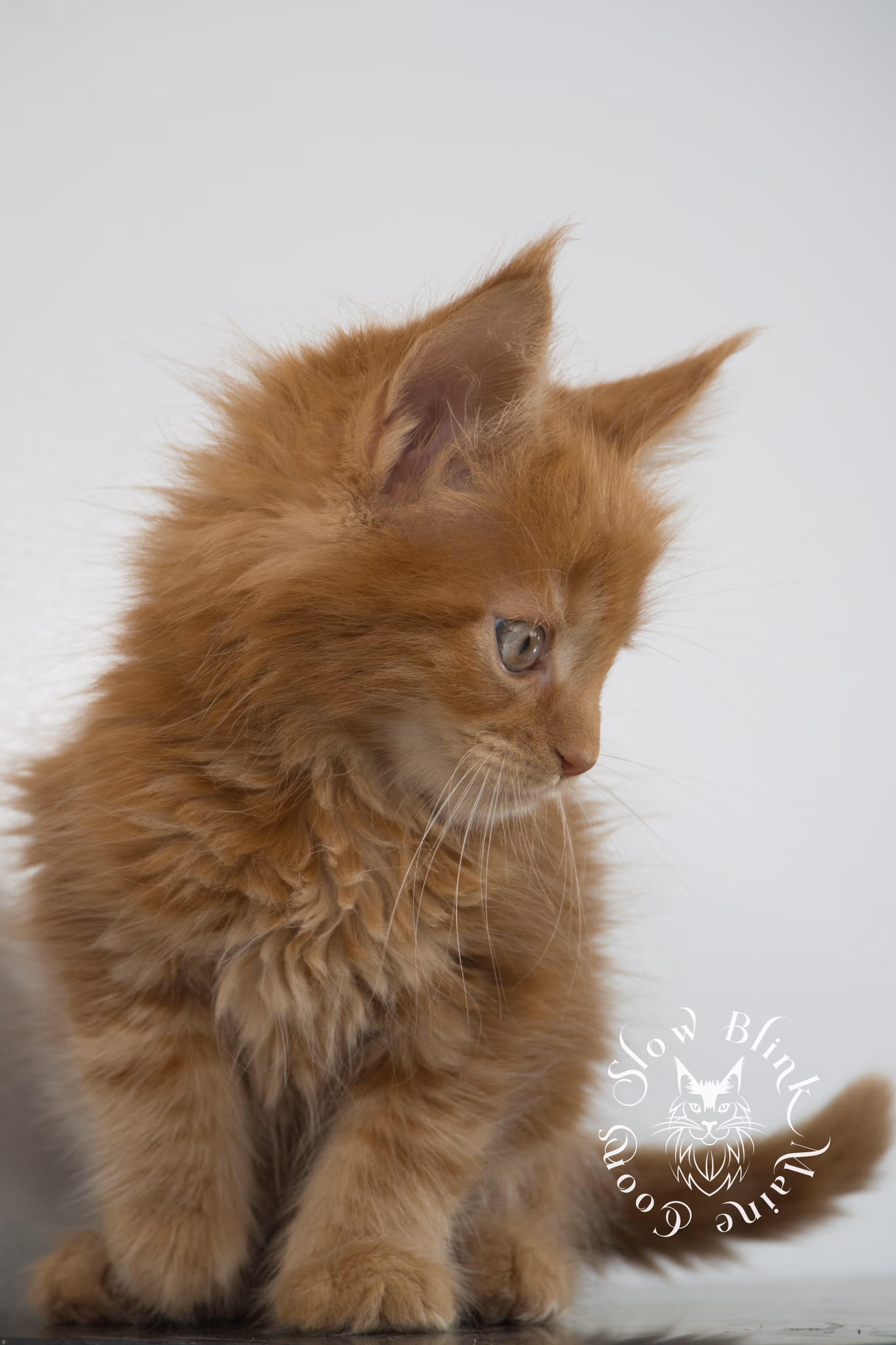 Orange (Red) Maine Coon Kittens > red blue eyed maine coon kitten | orange blue eye maine coon kitten | slowblinkmainecoons | ems code d ds ds 22 61 | female | named khalissi | 14 | taken oct 27 2024 | 6 weeks old