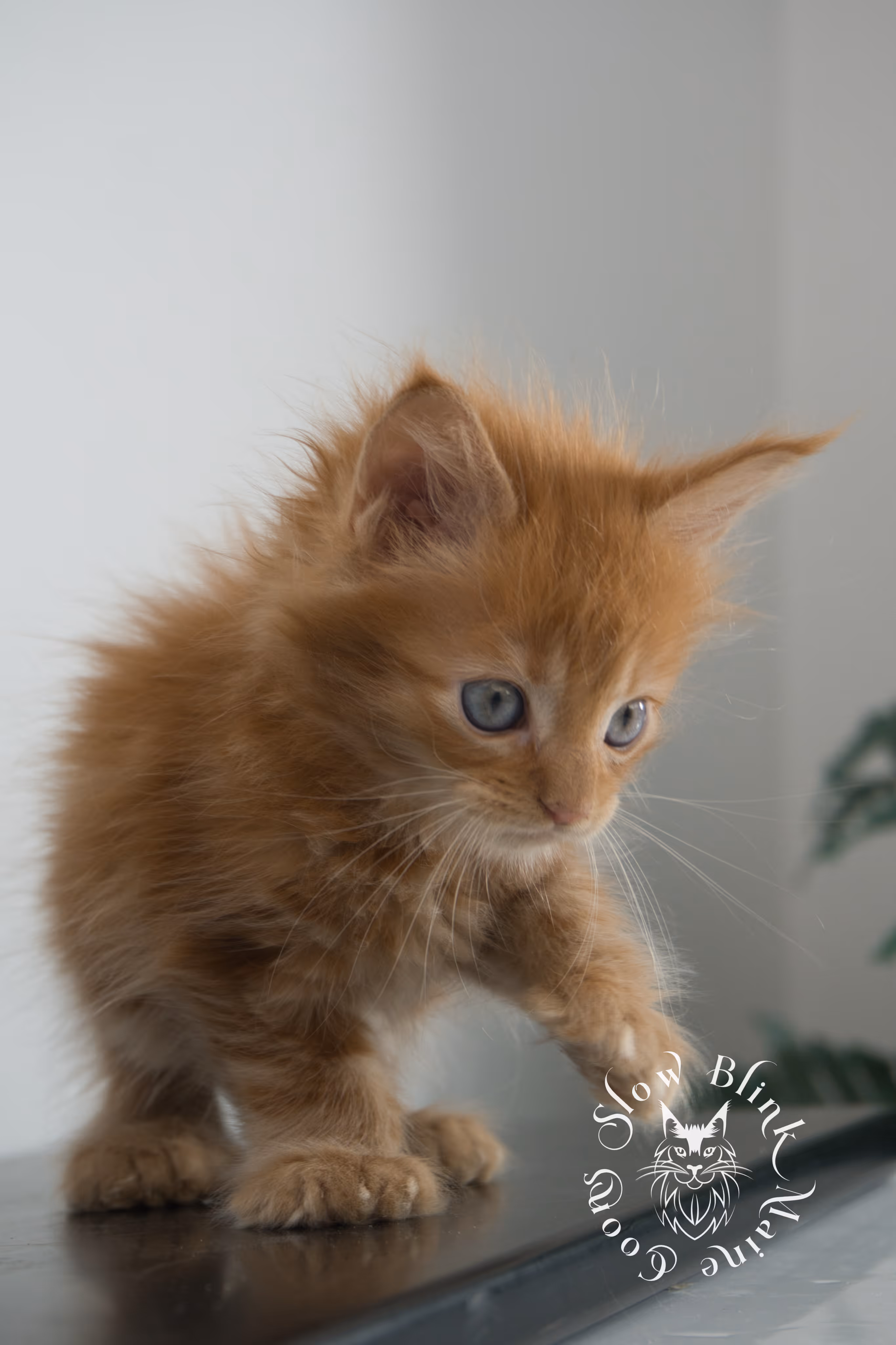Orange (Red) Maine Coon Kittens > red blue eyed maine coon kitten | orange blue eye maine coon kitten | slowblinkmainecoons | ems code d ds ds 22 61 | female | named khalissi | 17 | taken oct 27 2024 | 6 weeks old