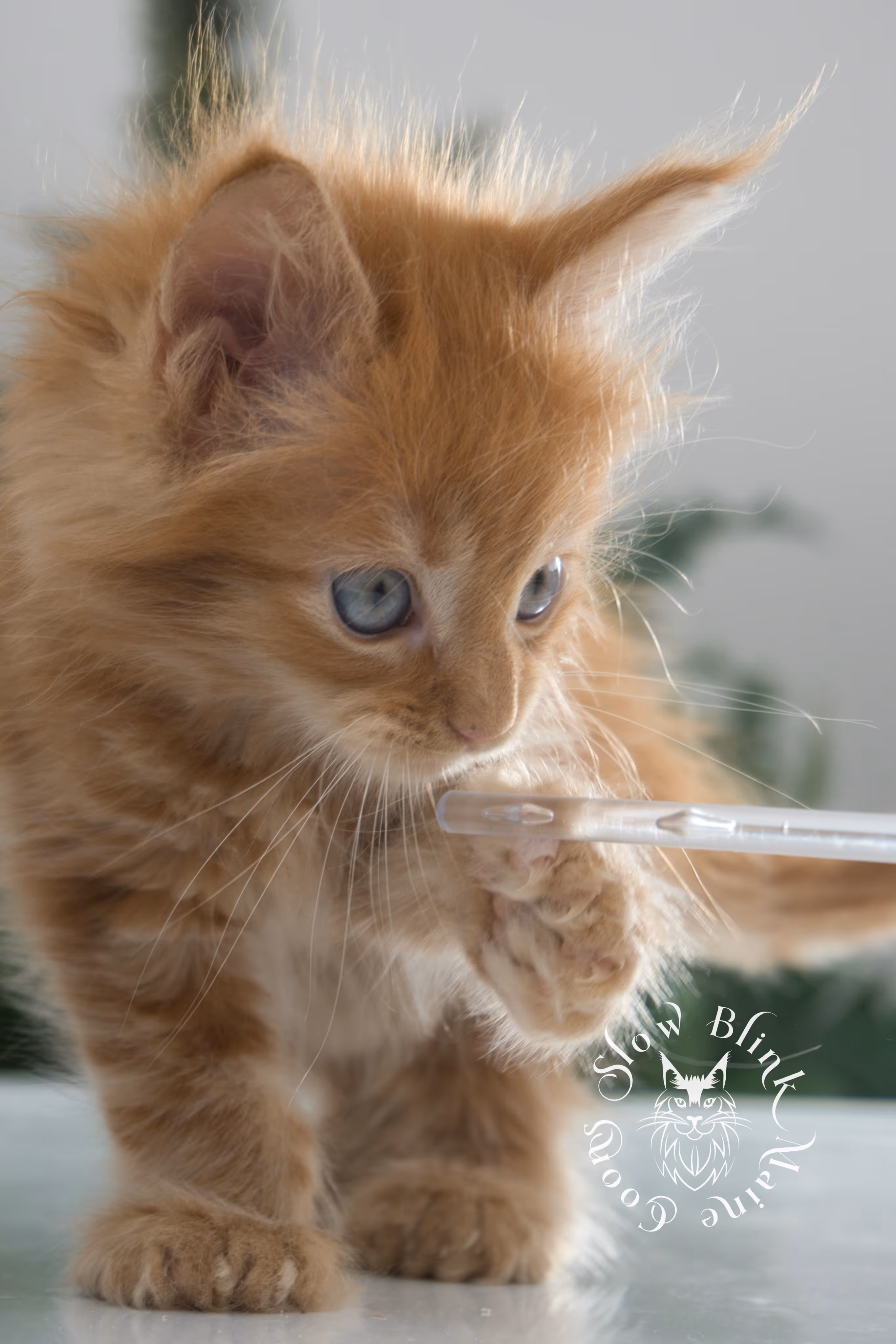 Orange (Red) Maine Coon Kittens > red blue eyed maine coon kitten | orange blue eye maine coon kitten | slowblinkmainecoons | ems code d ds ds 22 61 | female | named khalissi | 20 | taken oct 27 2024 | 6 weeks old