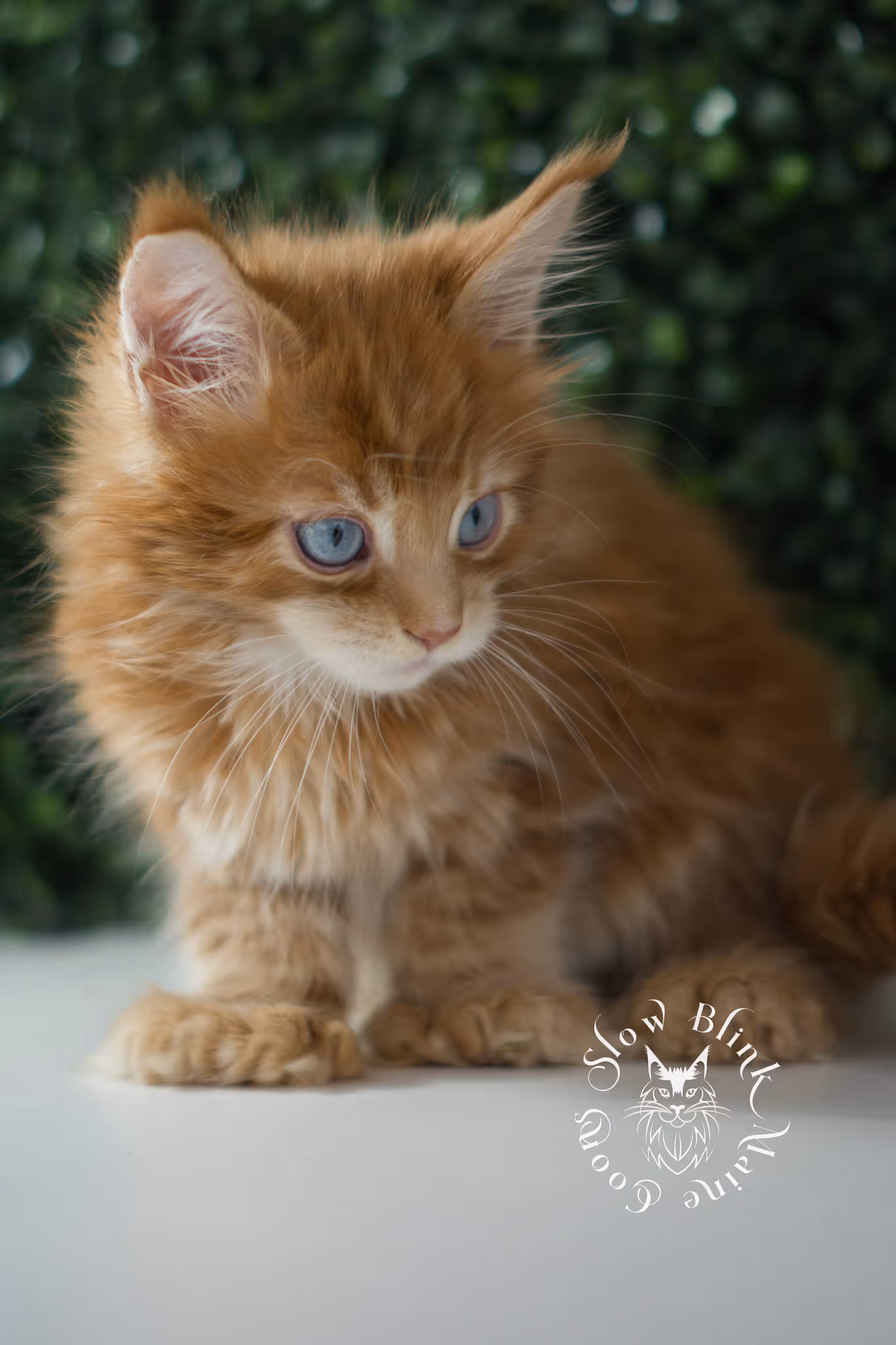 red blue eyed maine coon kitten | orange dbe blue eye maine coon kitten | slowblinkmainecoons | ems code mcp d ds ds 22 61 | poly | male | named spark | taken may 2025 | 6 weeks old | idx Orange (Red) Maine Coon Kittens > red blue eyed maine coon kitten | orange dbe blue eye maine coon kitten | slowblinkmainecoons | ems code mcp d ds ds 22 61 | poly | male | named spark | taken may 2025 | 6 weeks old | idx | a