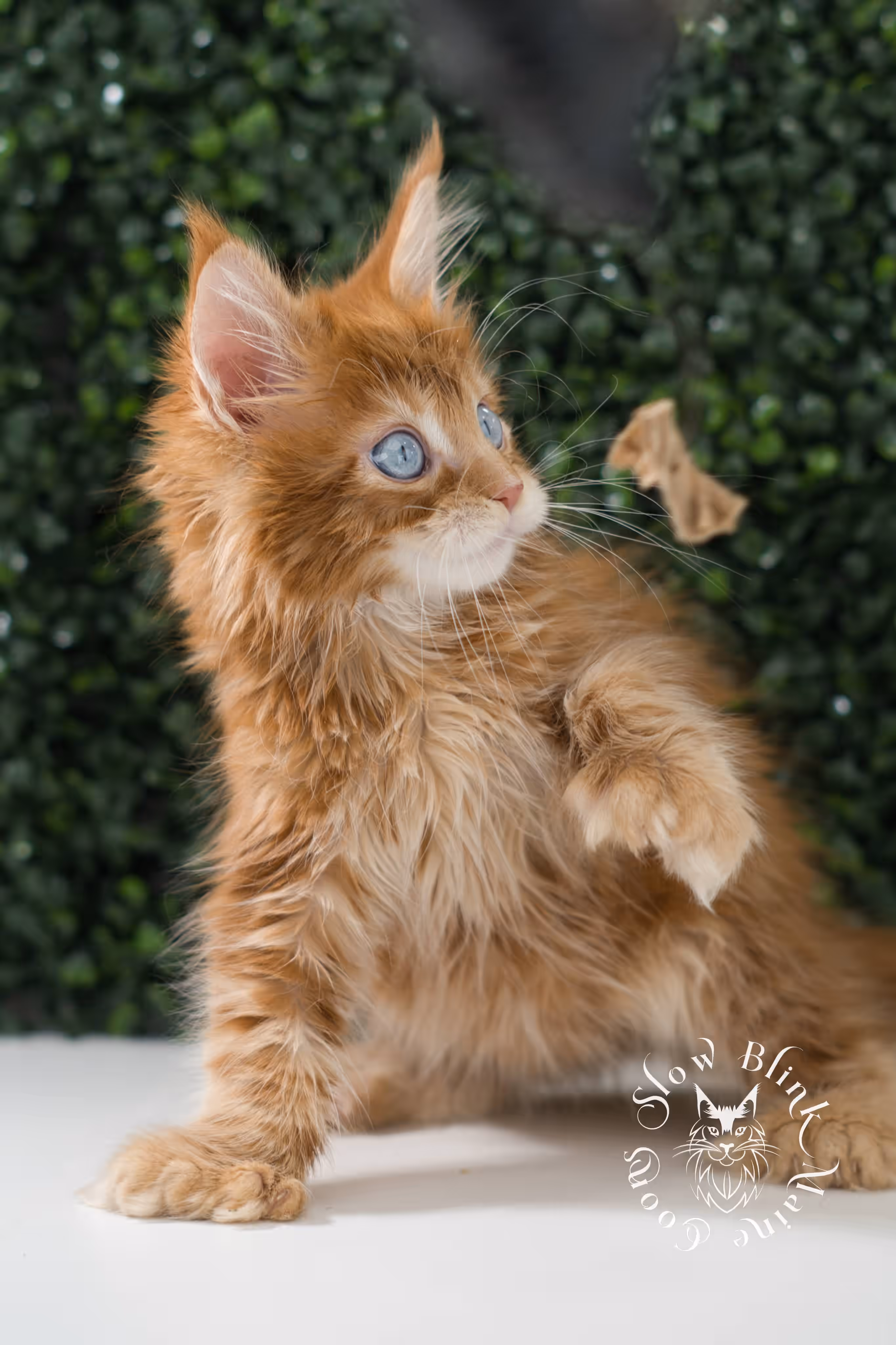 red blue eyed maine coon kitten | orange dbe blue eye maine coon kitten | slowblinkmainecoons | ems code mcp d ds ds 22 61 | poly | male | named spark | taken may 2025 | 6 weeks old | idx Orange (Red) Maine Coon Kittens > red blue eyed maine coon kitten | orange dbe blue eye maine coon kitten | slowblinkmainecoons | ems code mcp d ds ds 22 61 | poly | male | named spark | taken may 2025 | 6 weeks old | idx | b