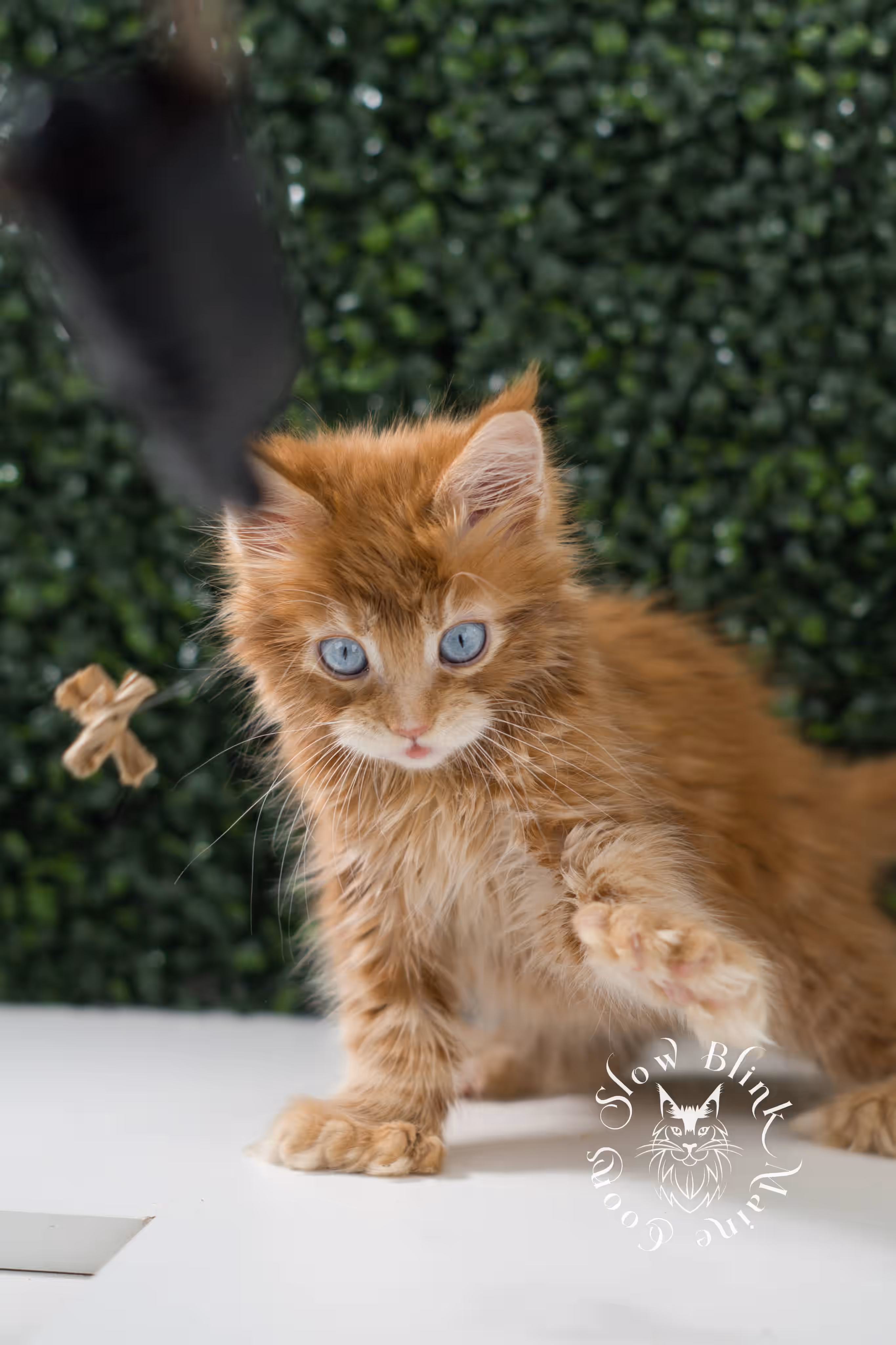 red blue eyed maine coon kitten | orange dbe blue eye maine coon kitten | slowblinkmainecoons | ems code mcp d ds ds 22 61 | poly | male | named spark | taken may 2025 | 6 weeks old | idx Orange (Red) Maine Coon Kittens > red blue eyed maine coon kitten | orange dbe blue eye maine coon kitten | slowblinkmainecoons | ems code mcp d ds ds 22 61 | poly | male | named spark | taken may 2025 | 6 weeks old | idx | c