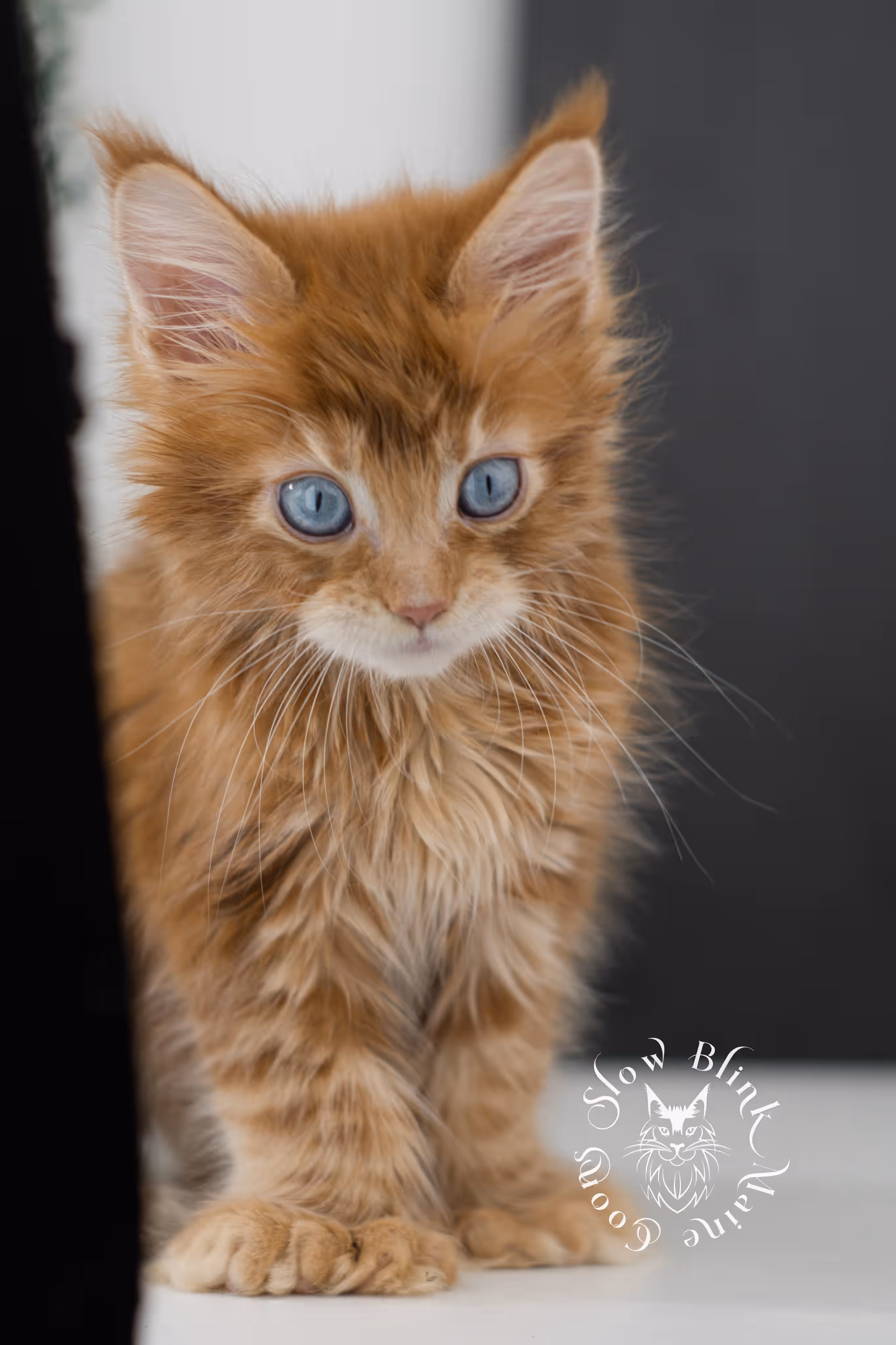 red blue eyed maine coon kitten | orange dbe blue eye maine coon kitten | slowblinkmainecoons | ems code mcp d ds ds 22 61 | poly | male | named spark | taken may 2025 | 6 weeks old | idx Orange (Red) Maine Coon Kittens > red blue eyed maine coon kitten | orange dbe blue eye maine coon kitten | slowblinkmainecoons | ems code mcp d ds ds 22 61 | poly | male | named spark | taken may 2025 | 6 weeks old | idx | d