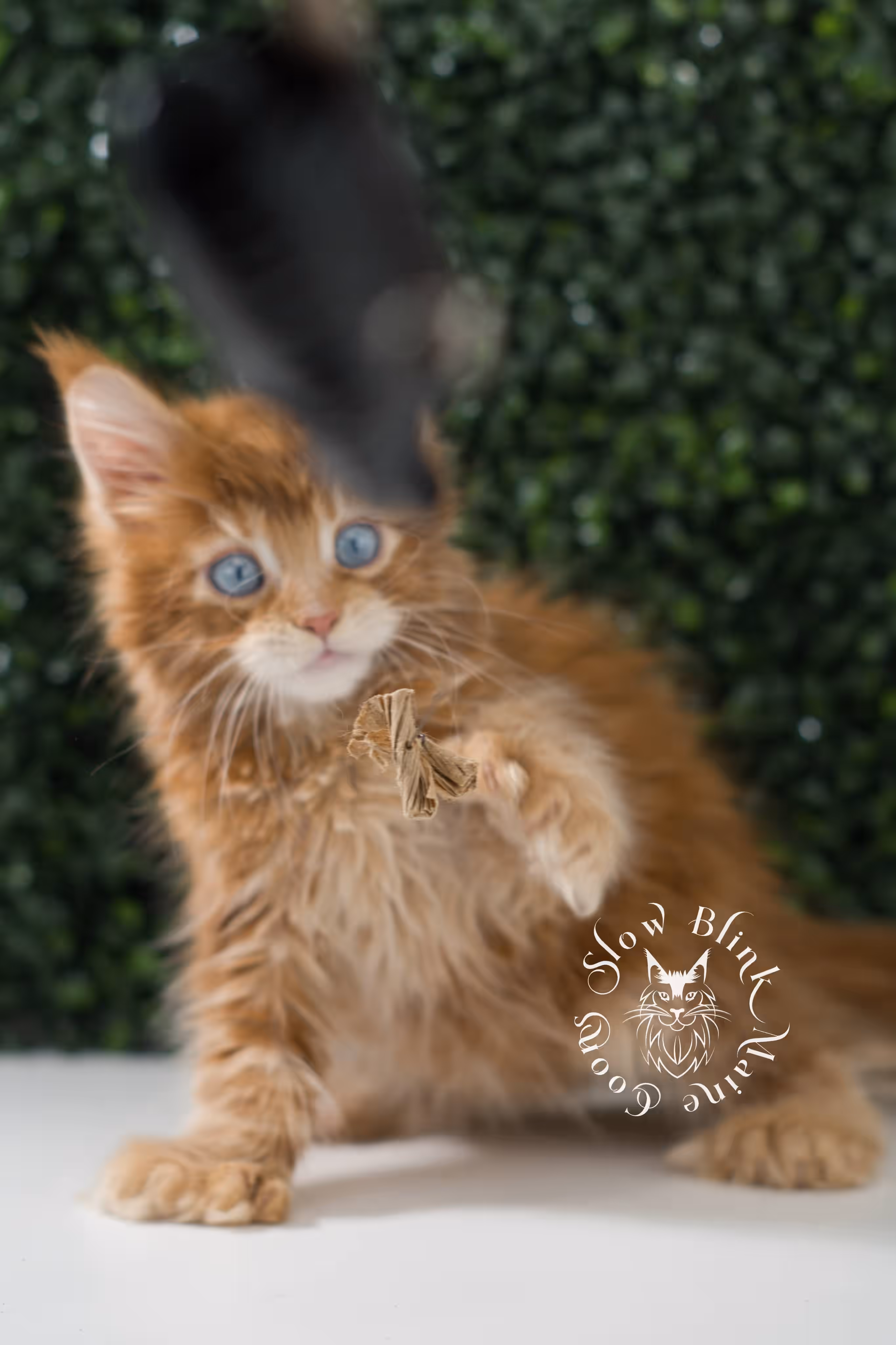 red blue eyed maine coon kitten | orange dbe blue eye maine coon kitten | slowblinkmainecoons | ems code mcp d ds ds 22 61 | poly | male | named spark | taken may 2025 | 6 weeks old | idx Orange (Red) Maine Coon Kittens > red blue eyed maine coon kitten | orange dbe blue eye maine coon kitten | slowblinkmainecoons | ems code mcp d ds ds 22 61 | poly | male | named spark | taken may 2025 | 6 weeks old | idx | e