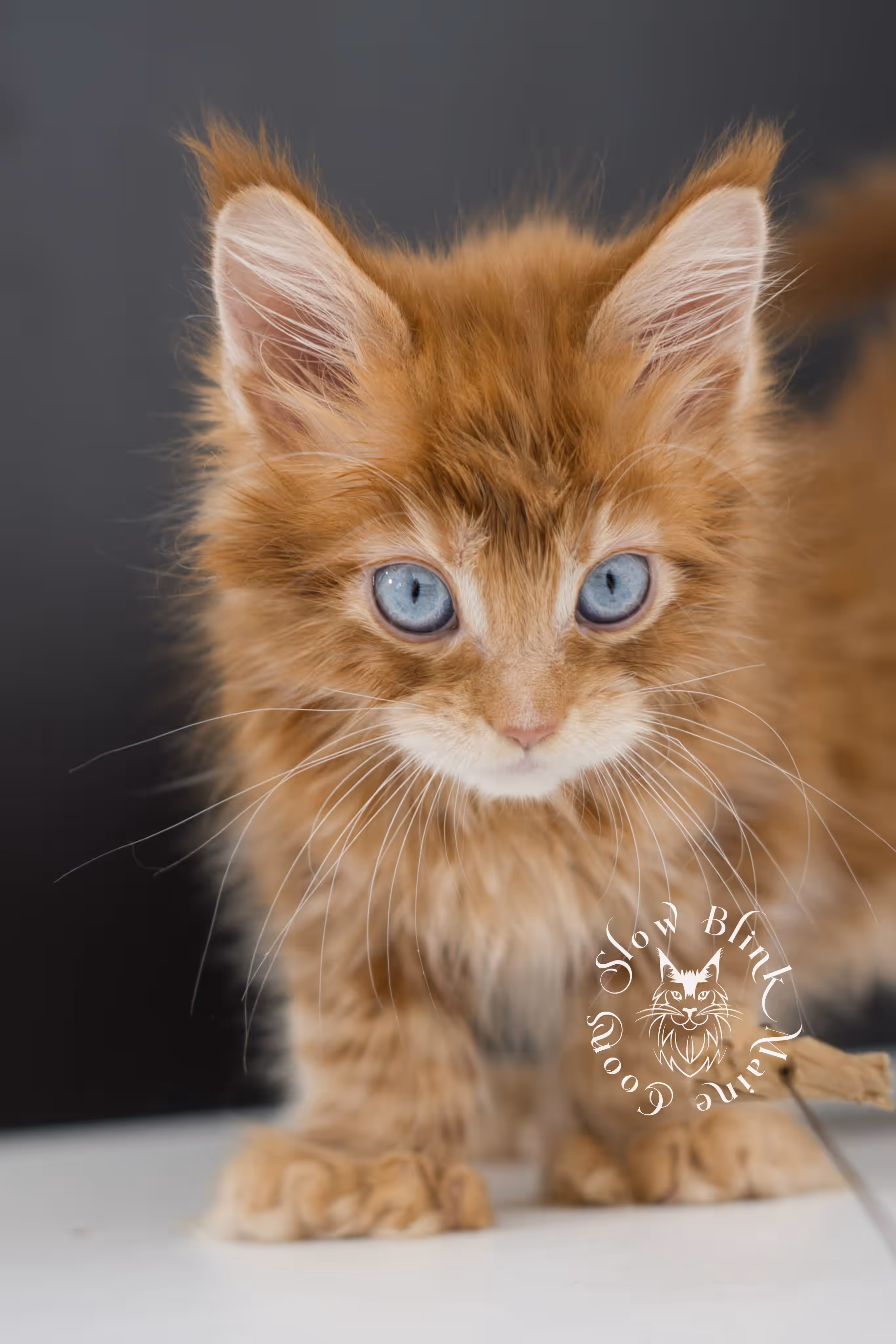 red blue eyed maine coon kitten | orange dbe blue eye maine coon kitten | slowblinkmainecoons | ems code mcp d ds ds 22 61 | poly | male | named spark | taken may 2025 | 6 weeks old | idx Orange (Red) Maine Coon Kittens > red blue eyed maine coon kitten | orange dbe blue eye maine coon kitten | slowblinkmainecoons | ems code mcp d ds ds 22 61 | poly | male | named spark | taken may 2025 | 6 weeks old | idx | f