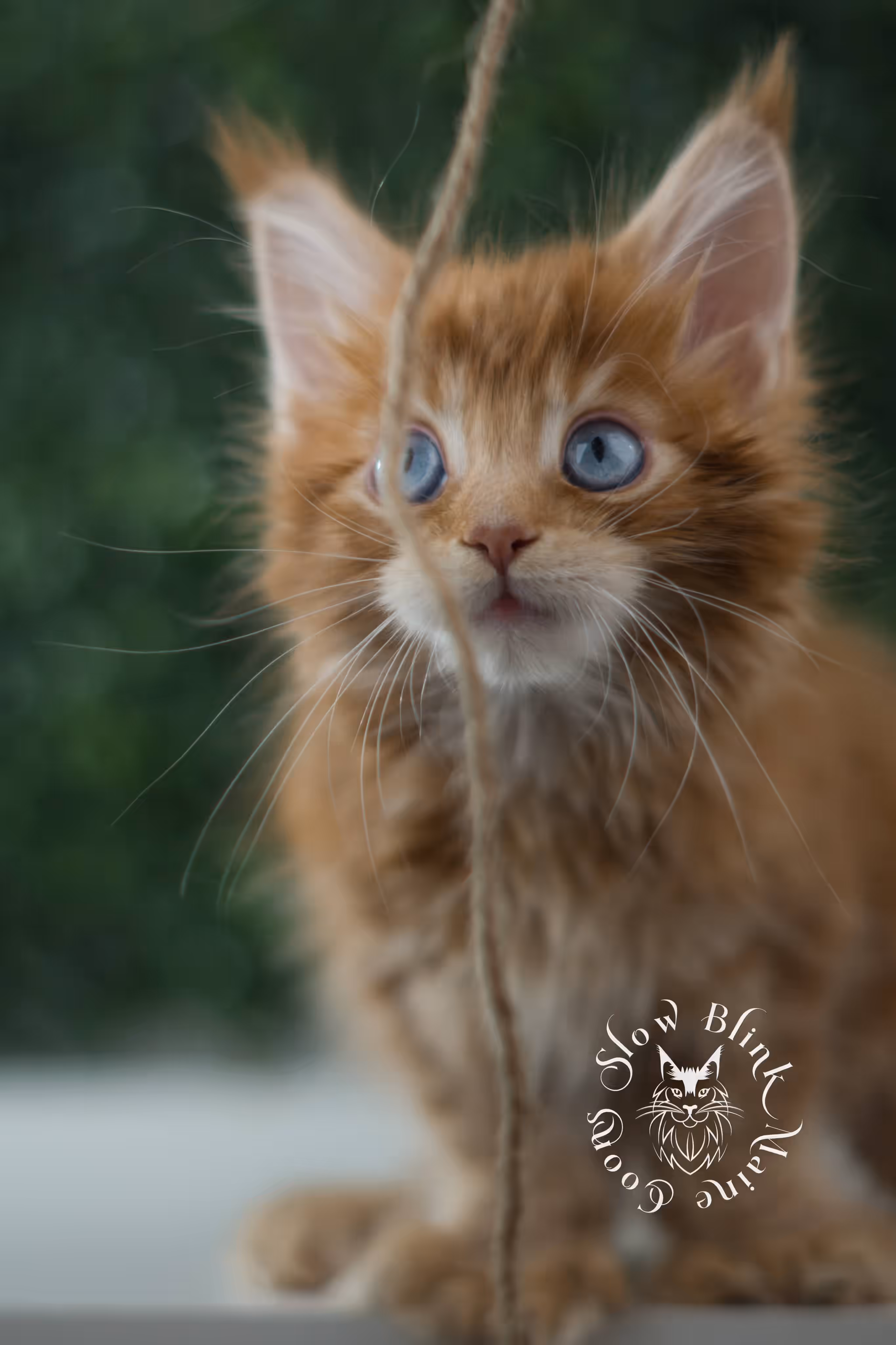 red blue eyed maine coon kitten | orange dbe blue eye maine coon kitten | slowblinkmainecoons | ems code mcp d ds ds 22 61 | poly | male | named spark | taken may 2025 | 6 weeks old | idx Orange (Red) Maine Coon Kittens > red blue eyed maine coon kitten | orange dbe blue eye maine coon kitten | slowblinkmainecoons | ems code mcp d ds ds 22 61 | poly | male | named spark | taken may 2025 | 6 weeks old | idx | g