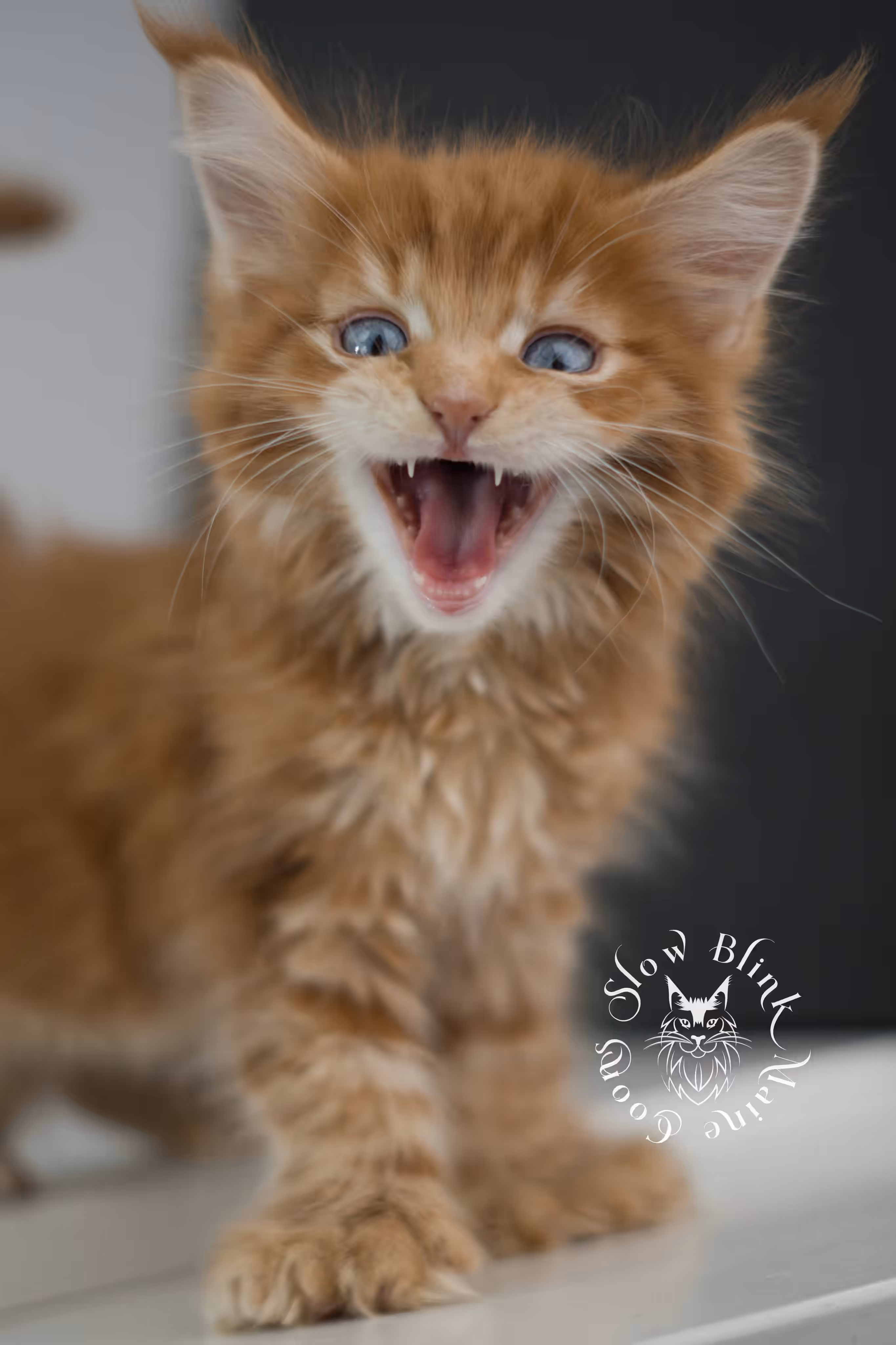 red blue eyed maine coon kitten | orange dbe blue eye maine coon kitten | slowblinkmainecoons | ems code mcp d ds ds 22 61 | poly | male | named spark | taken may 2025 | 6 weeks old | idx Orange (Red) Maine Coon Kittens > red blue eyed maine coon kitten | orange dbe blue eye maine coon kitten | slowblinkmainecoons | ems code mcp d ds ds 22 61 | poly | male | named spark | taken may 2025 | 6 weeks old | idx | h