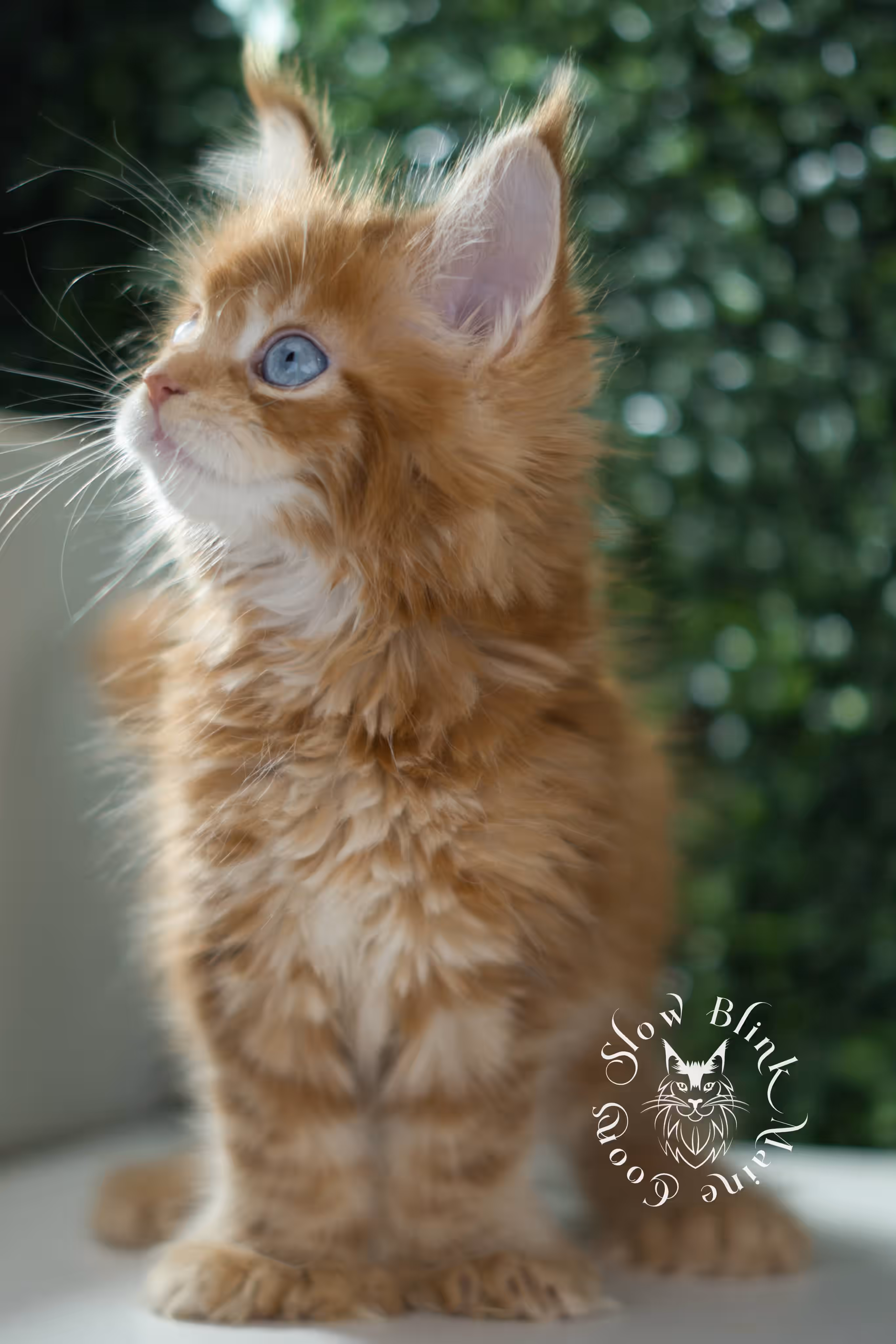 red blue eyed maine coon kitten | orange dbe blue eye maine coon kitten | slowblinkmainecoons | ems code mcp d ds ds 22 61 | poly | male | named spark | taken may 2025 | 6 weeks old | idx Orange (Red) Maine Coon Kittens > red blue eyed maine coon kitten | orange dbe blue eye maine coon kitten | slowblinkmainecoons | ems code mcp d ds ds 22 61 | poly | male | named spark | taken may 2025 | 6 weeks old | idx | i