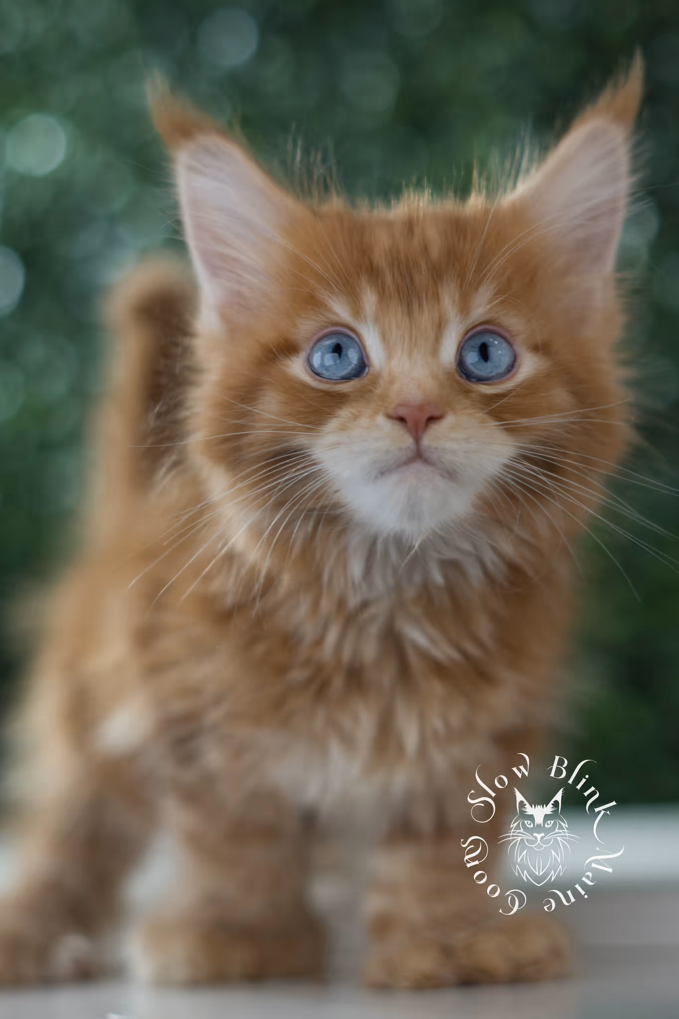red blue eyed maine coon kitten | orange dbe blue eye maine coon kitten | slowblinkmainecoons | ems code mcp d ds ds 22 61 | poly | male | named spark | taken may 2025 | 6 weeks old | idx Orange (Red) Maine Coon Kittens > red blue eyed maine coon kitten | orange dbe blue eye maine coon kitten | slowblinkmainecoons | ems code mcp d ds ds 22 61 | poly | male | named spark | taken may 2025 | 6 weeks old | idx | j