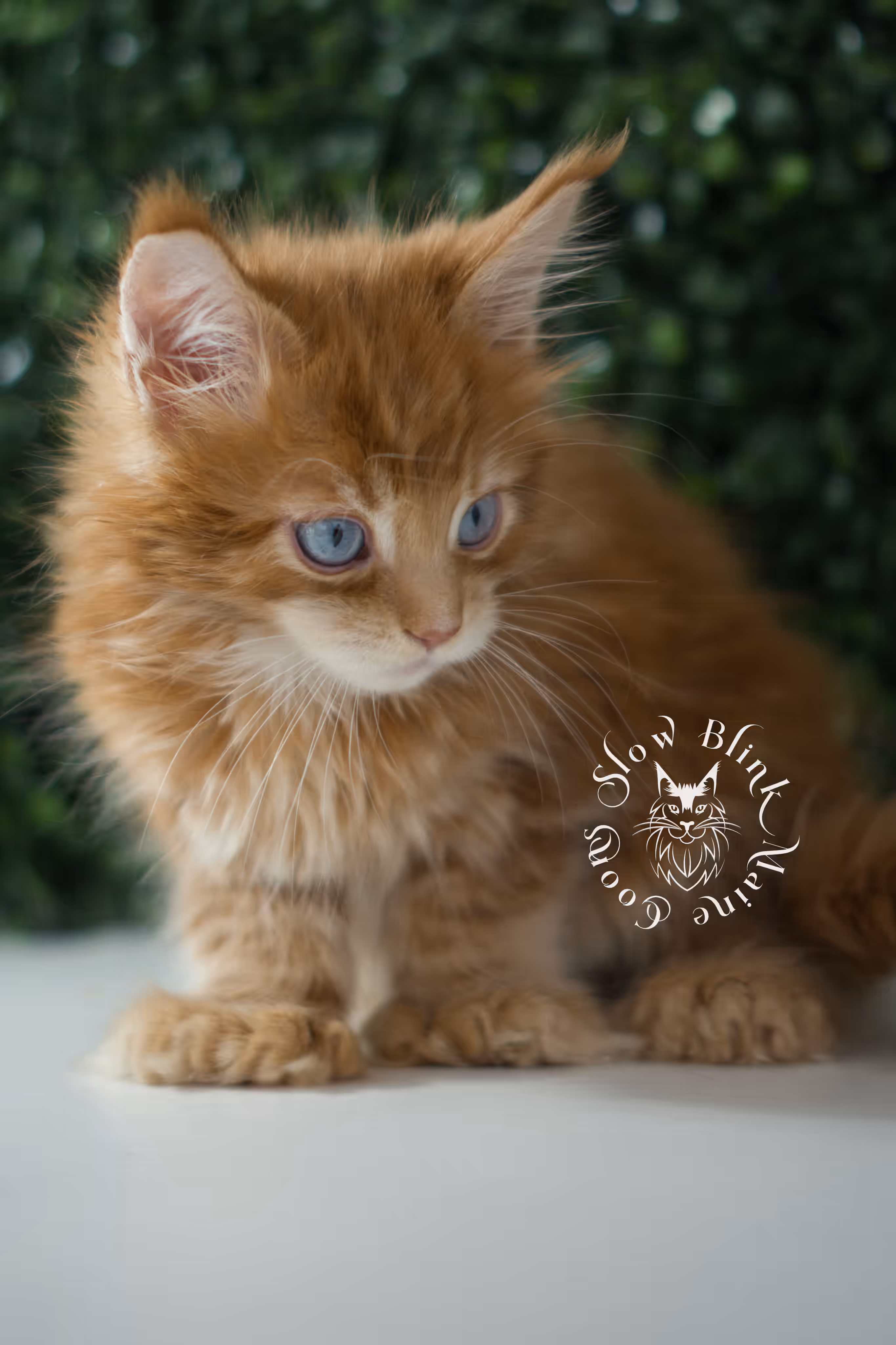 red blue eyed maine coon kitten | orange dbe blue eye maine coon kitten | slowblinkmainecoons | ems code mcp d ds ds 22 61 | poly | male | named spark | taken may 2025 | 6 weeks old Orange (Red) Maine Coon Kittens > red blue eyed maine coon kitten | orange dbe blue eye maine coon kitten | slowblinkmainecoons | ems code mcp d ds ds 22 61 | poly | male | named spark | taken may 2025 | 6 weeks old | idx 01
