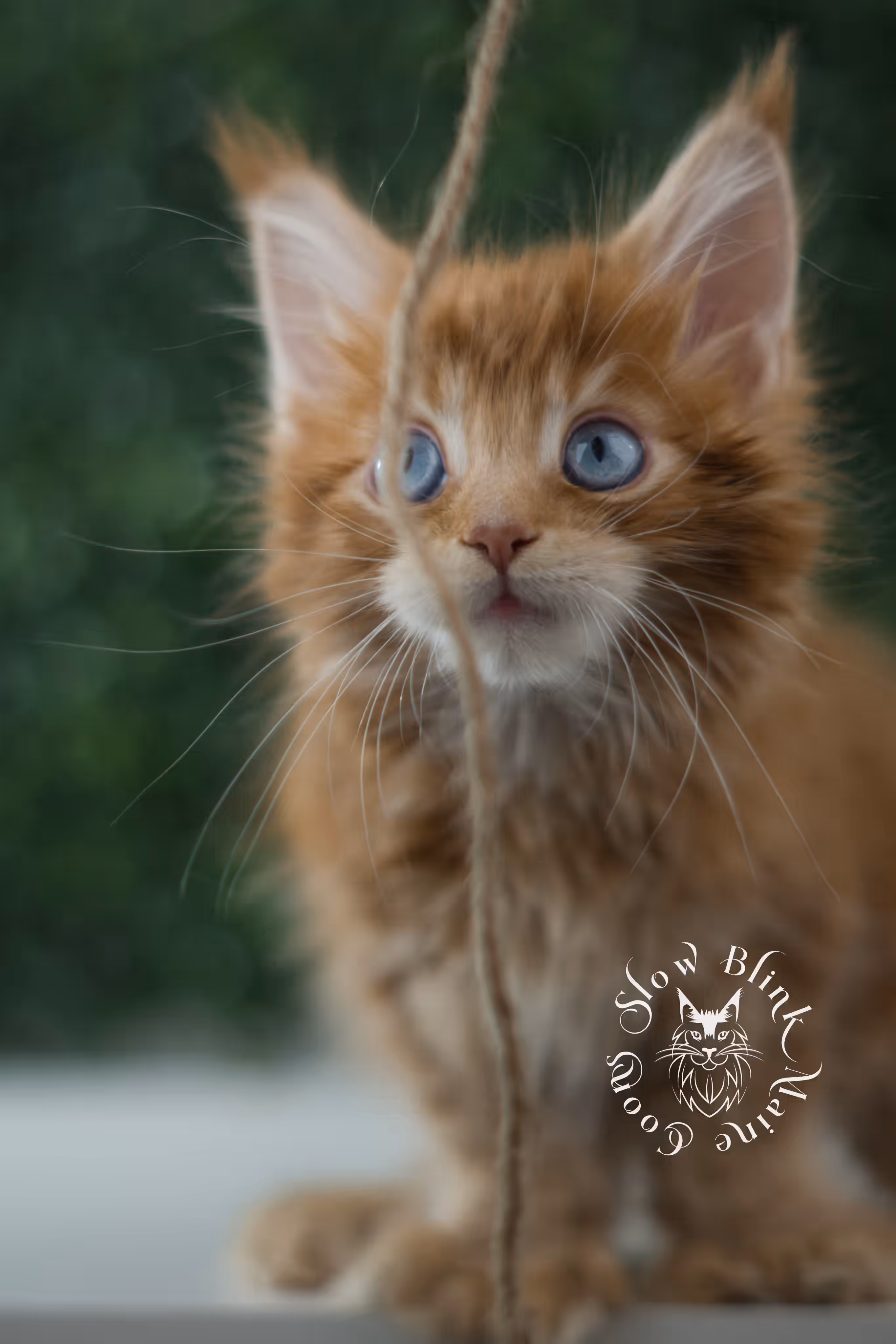 red blue eyed maine coon kitten | orange dbe blue eye maine coon kitten | slowblinkmainecoons | ems code mcp d ds ds 22 61 | poly | male | named spark | taken may 2025 | 6 weeks old Orange (Red) Maine Coon Kittens > red blue eyed maine coon kitten | orange dbe blue eye maine coon kitten | slowblinkmainecoons | ems code mcp d ds ds 22 61 | poly | male | named spark | taken may 2025 | 6 weeks old | idx 02