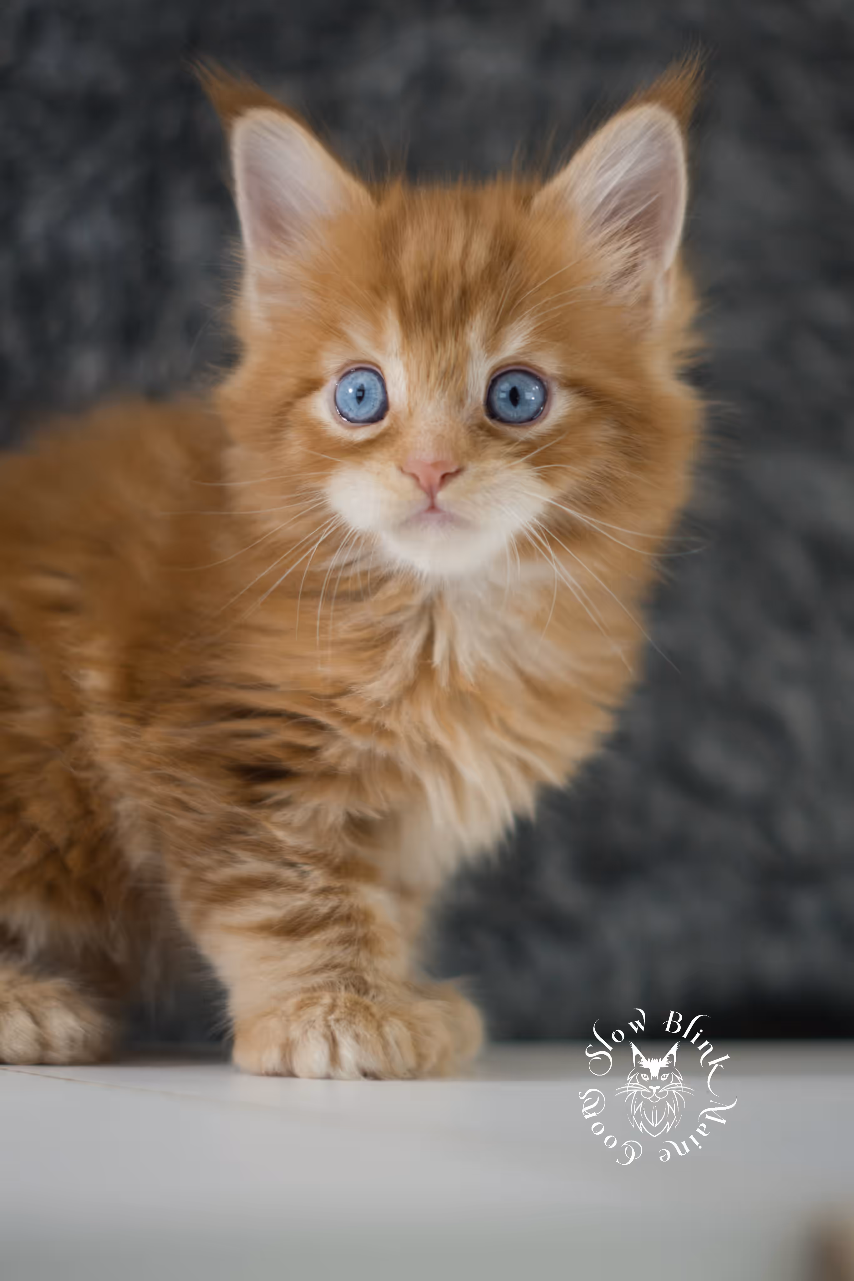 red blue eyed maine coon kitten | orange dbe blue eye maine coon kitten | slowblinkmainecoons | ems code mcp d ds ds 22 61 | poly | male | named spark | taken may 2025 | 6 weeks old Orange (Red) Maine Coon Kittens > red blue eyed maine coon kitten | orange dbe blue eye maine coon kitten | slowblinkmainecoons | ems code mcp d ds ds 22 61 | poly | male | named spark | taken may 2025 | 6 weeks old | idx 03