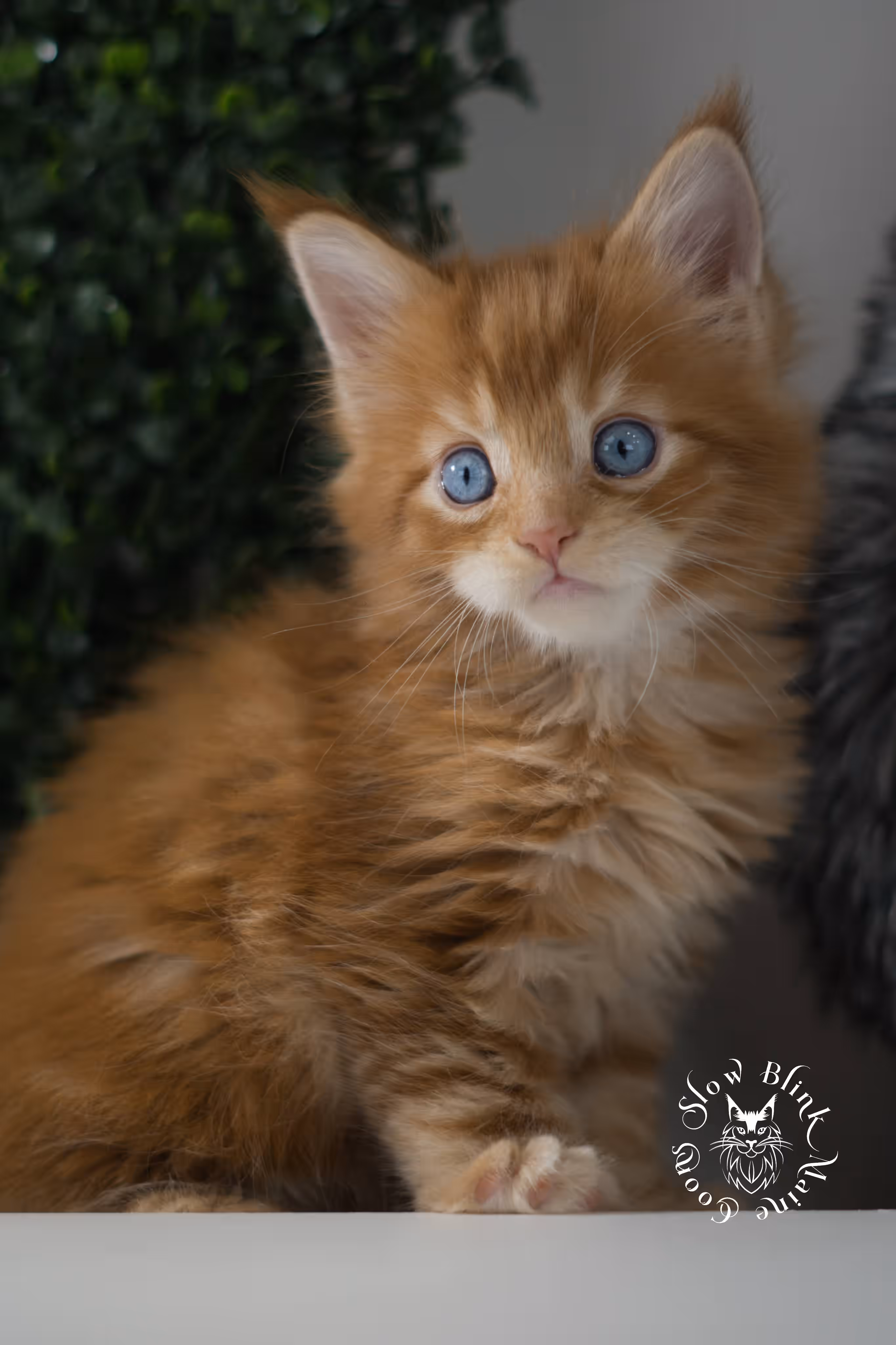 red blue eyed maine coon kitten | orange dbe blue eye maine coon kitten | slowblinkmainecoons | ems code mcp d ds ds 22 61 | poly | male | named spark | taken may 2025 | 6 weeks old Orange (Red) Maine Coon Kittens > red blue eyed maine coon kitten | orange dbe blue eye maine coon kitten | slowblinkmainecoons | ems code mcp d ds ds 22 61 | poly | male | named spark | taken may 2025 | 6 weeks old | idx 04