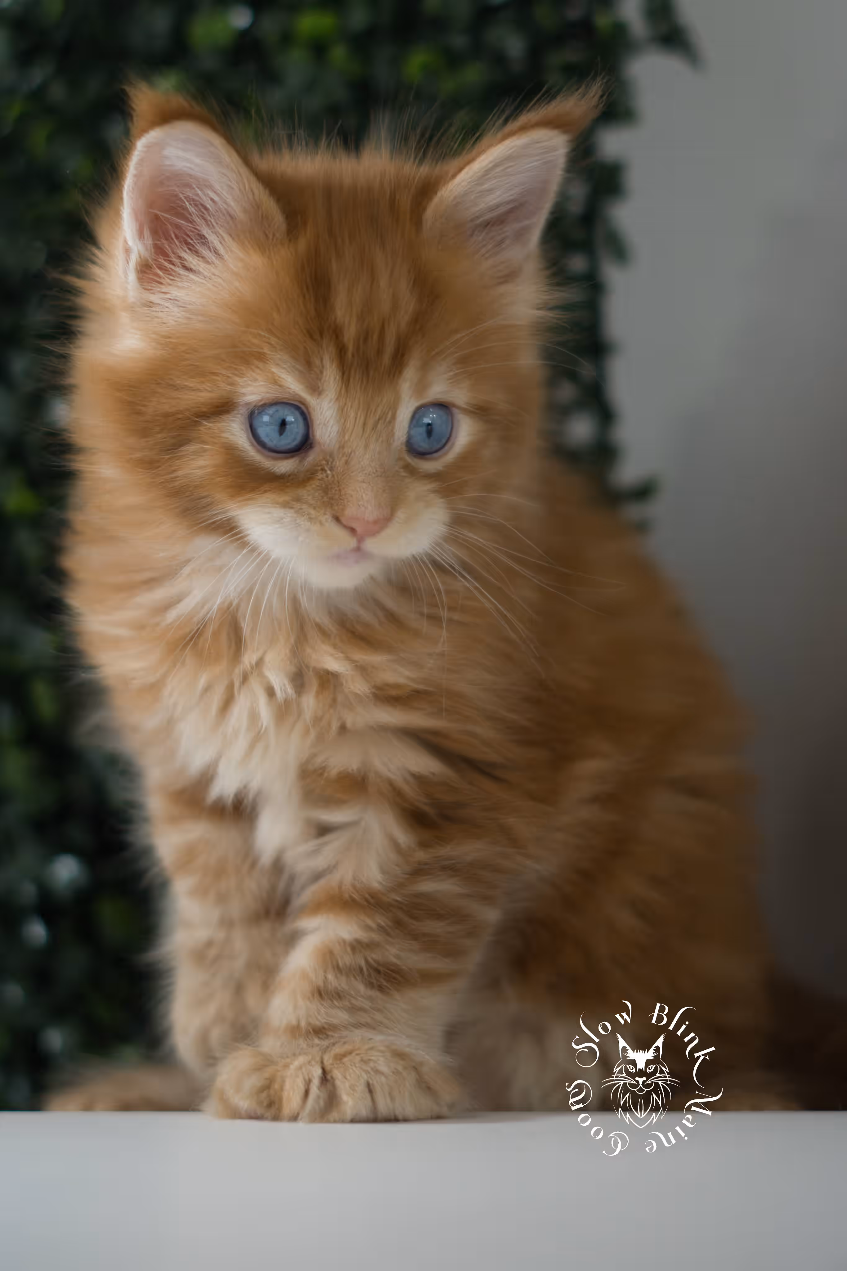 red blue eyed maine coon kitten | orange dbe blue eye maine coon kitten | slowblinkmainecoons | ems code mcp d ds ds 22 61 | poly | male | named spark | taken may 2025 | 6 weeks old Orange (Red) Maine Coon Kittens > red blue eyed maine coon kitten | orange dbe blue eye maine coon kitten | slowblinkmainecoons | ems code mcp d ds ds 22 61 | poly | male | named spark | taken may 2025 | 6 weeks old | idx 05