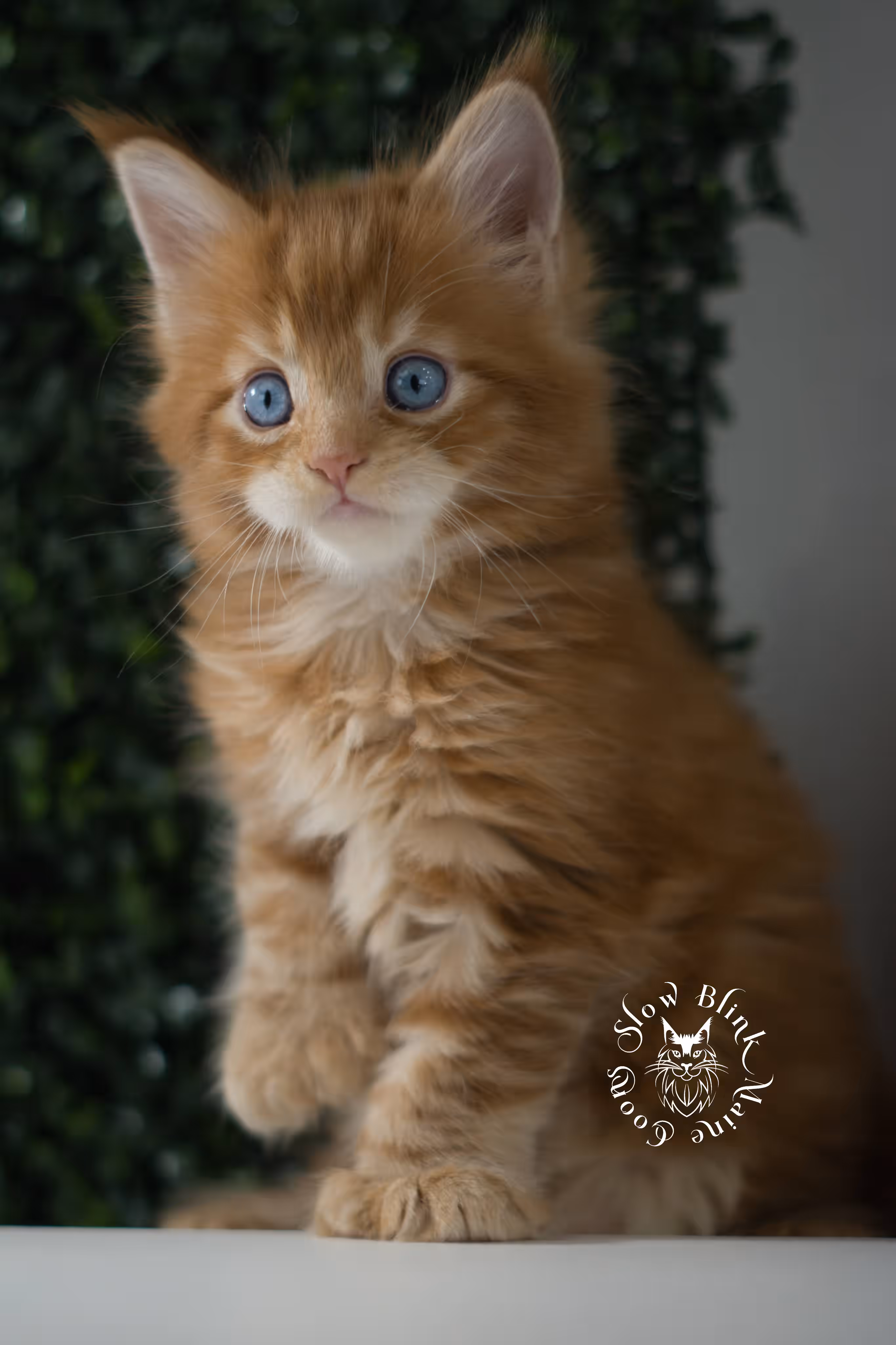 red blue eyed maine coon kitten | orange dbe blue eye maine coon kitten | slowblinkmainecoons | ems code mcp d ds ds 22 61 | poly | male | named spark | taken may 2025 | 6 weeks old Orange (Red) Maine Coon Kittens > red blue eyed maine coon kitten | orange dbe blue eye maine coon kitten | slowblinkmainecoons | ems code mcp d ds ds 22 61 | poly | male | named spark | taken may 2025 | 6 weeks old | idx 06