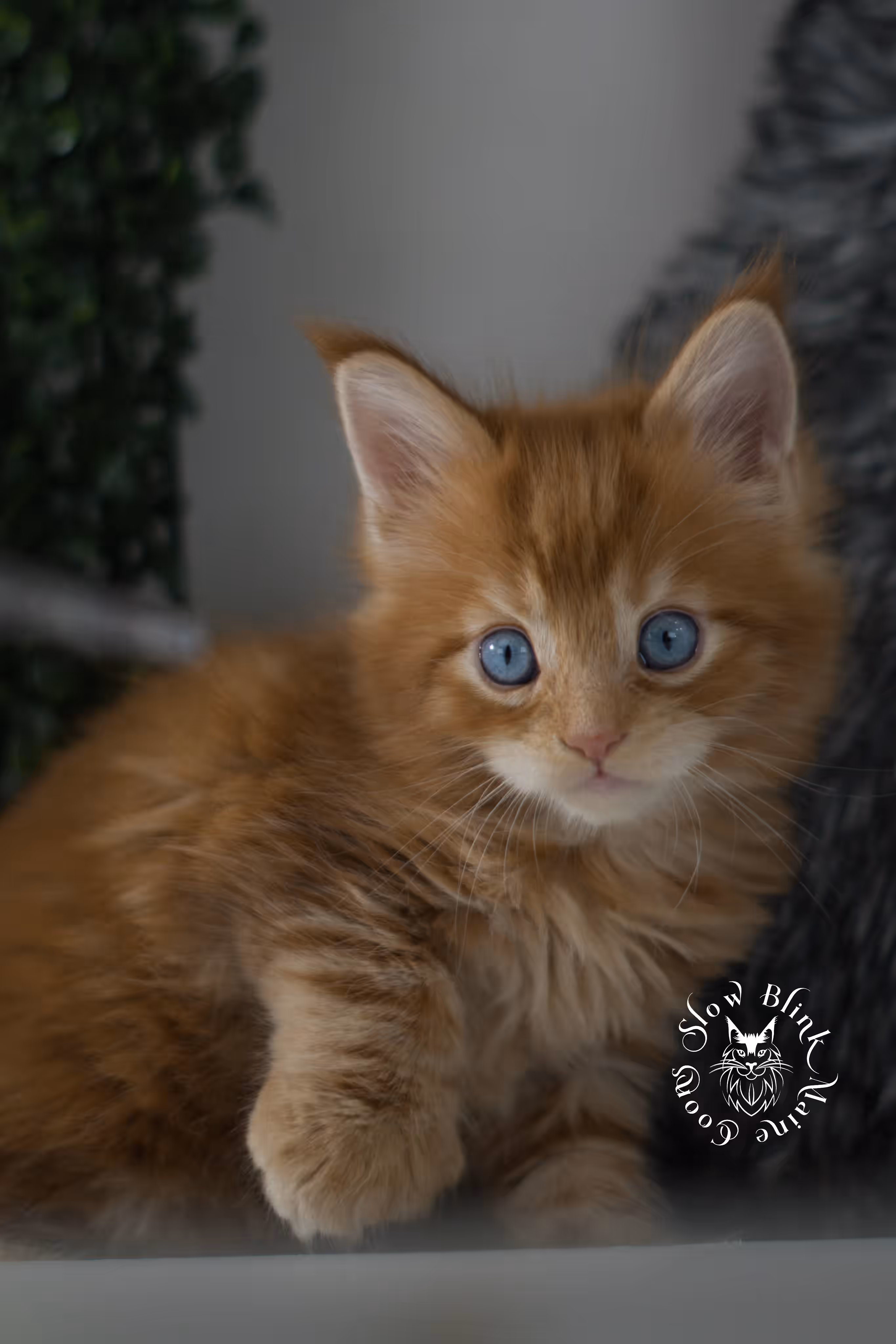 red blue eyed maine coon kitten | orange dbe blue eye maine coon kitten | slowblinkmainecoons | ems code mcp d ds ds 22 61 | poly | male | named spark | taken may 2025 | 6 weeks old Orange (Red) Maine Coon Kittens > red blue eyed maine coon kitten | orange dbe blue eye maine coon kitten | slowblinkmainecoons | ems code mcp d ds ds 22 61 | poly | male | named spark | taken may 2025 | 6 weeks old | idx 07