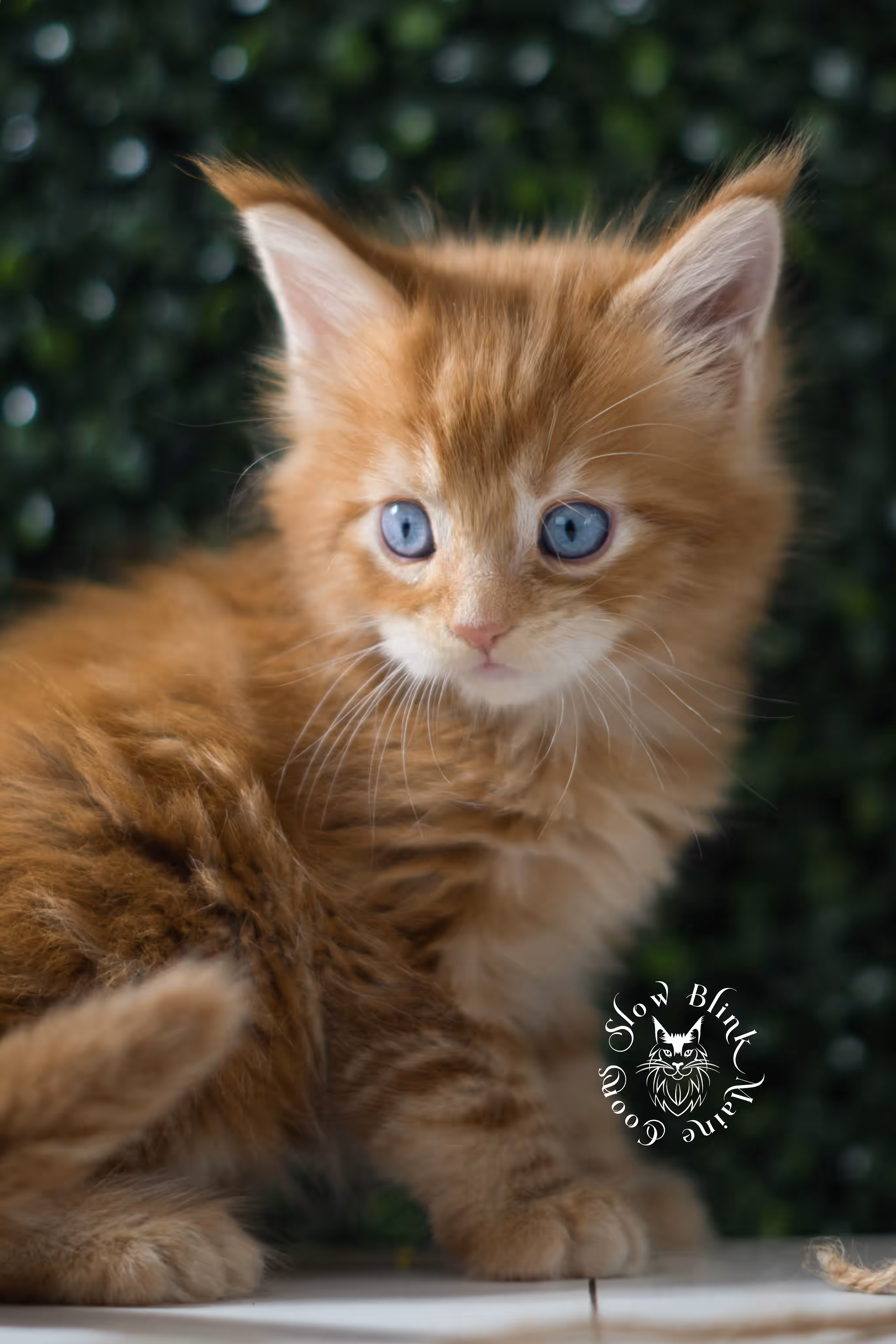 red blue eyed maine coon kitten | orange dbe blue eye maine coon kitten | slowblinkmainecoons | ems code mcp d ds ds 22 61 | poly | male | named spark | taken may 2025 | 6 weeks old Orange (Red) Maine Coon Kittens > red blue eyed maine coon kitten | orange dbe blue eye maine coon kitten | slowblinkmainecoons | ems code mcp d ds ds 22 61 | poly | male | named spark | taken may 2025 | 6 weeks old | idx 08