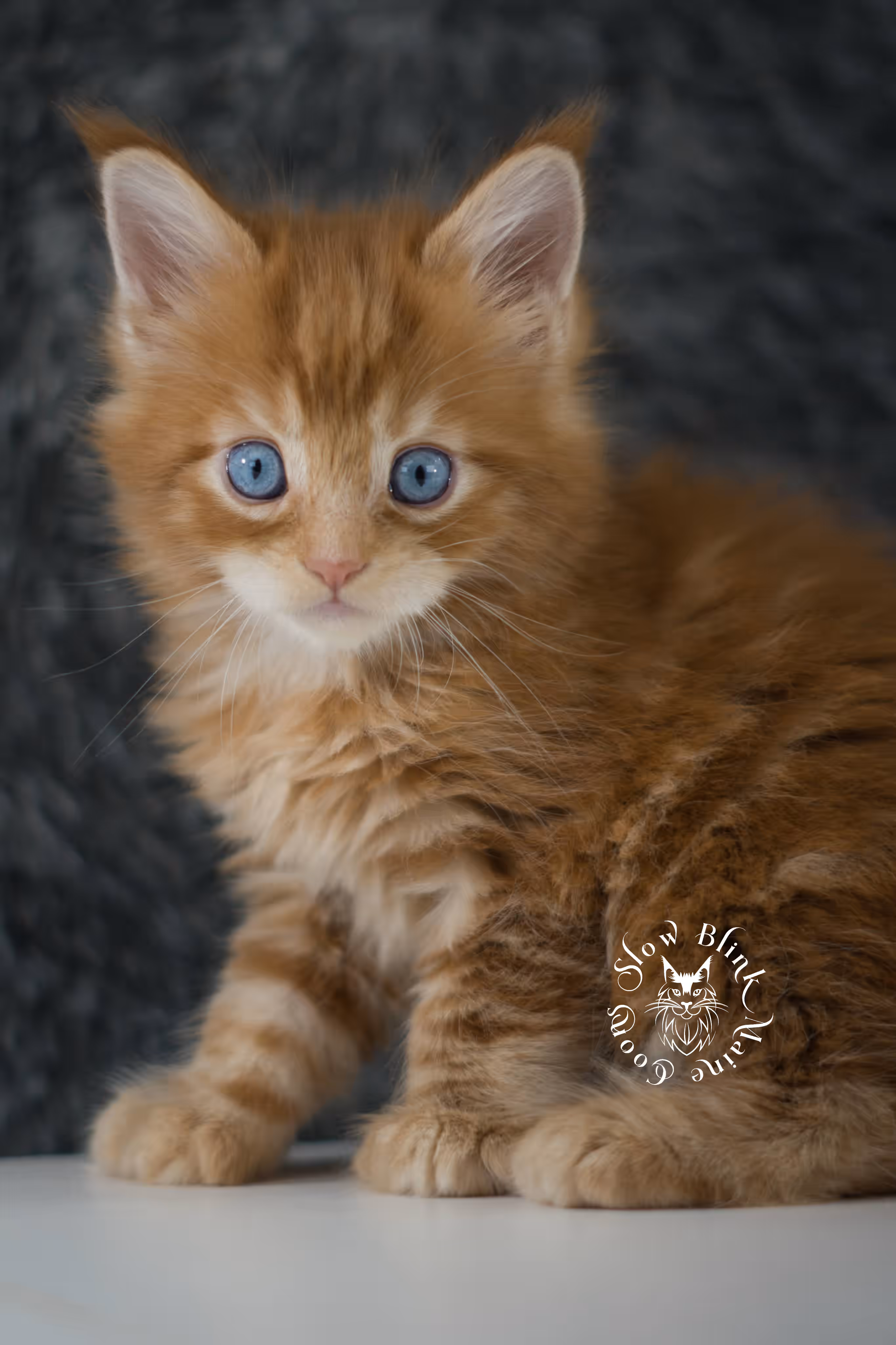 red blue eyed maine coon kitten | orange dbe blue eye maine coon kitten | slowblinkmainecoons | ems code mcp d ds ds 22 61 | poly | male | named spark | taken may 2025 | 6 weeks old Orange (Red) Maine Coon Kittens > red blue eyed maine coon kitten | orange dbe blue eye maine coon kitten | slowblinkmainecoons | ems code mcp d ds ds 22 61 | poly | male | named spark | taken may 2025 | 6 weeks old | idx 09