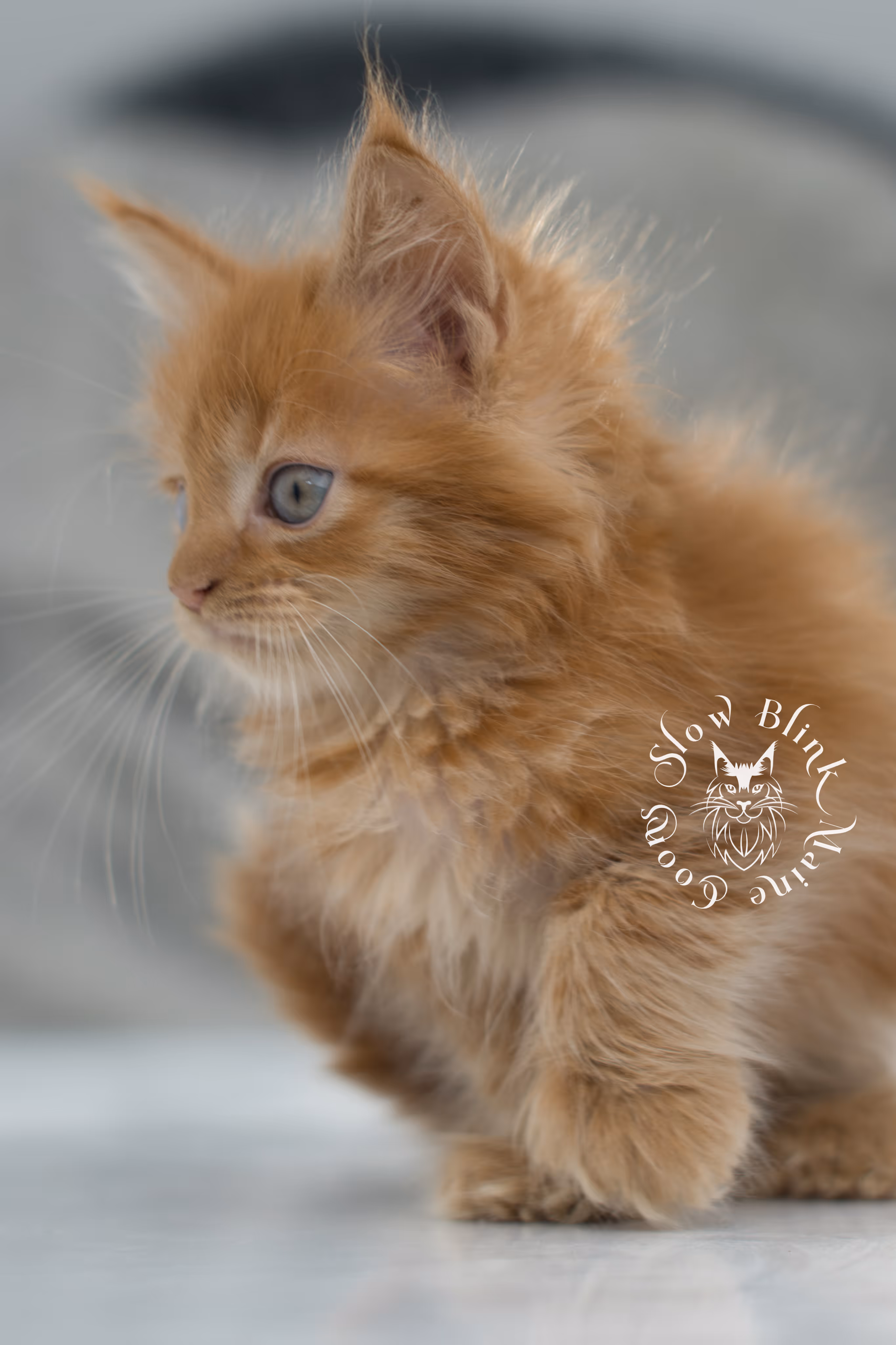 Orange (Red) Maine Coon Kittens > red maine coon kitten | orange maine coon kitten | slowblinkmainecoons | ems code d 22 | female | taken nov 2024 | 8 weeks old | idx 02