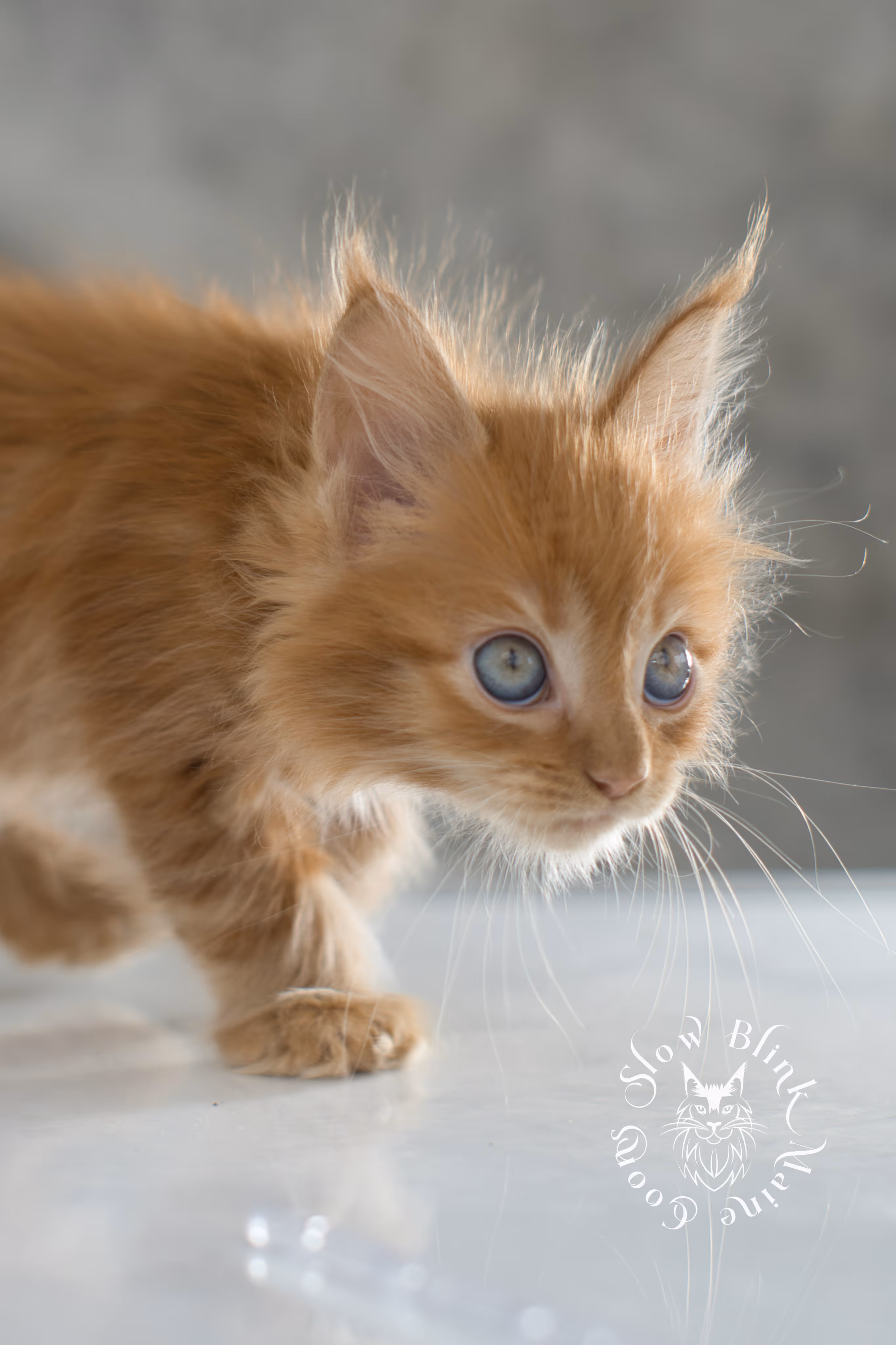 Orange (Red) Maine Coon Kittens > red maine coon kitten | orange maine coon kitten | slowblinkmainecoons | ems code d 22 | female | taken nov 2024 | 8 weeks old | idx 03