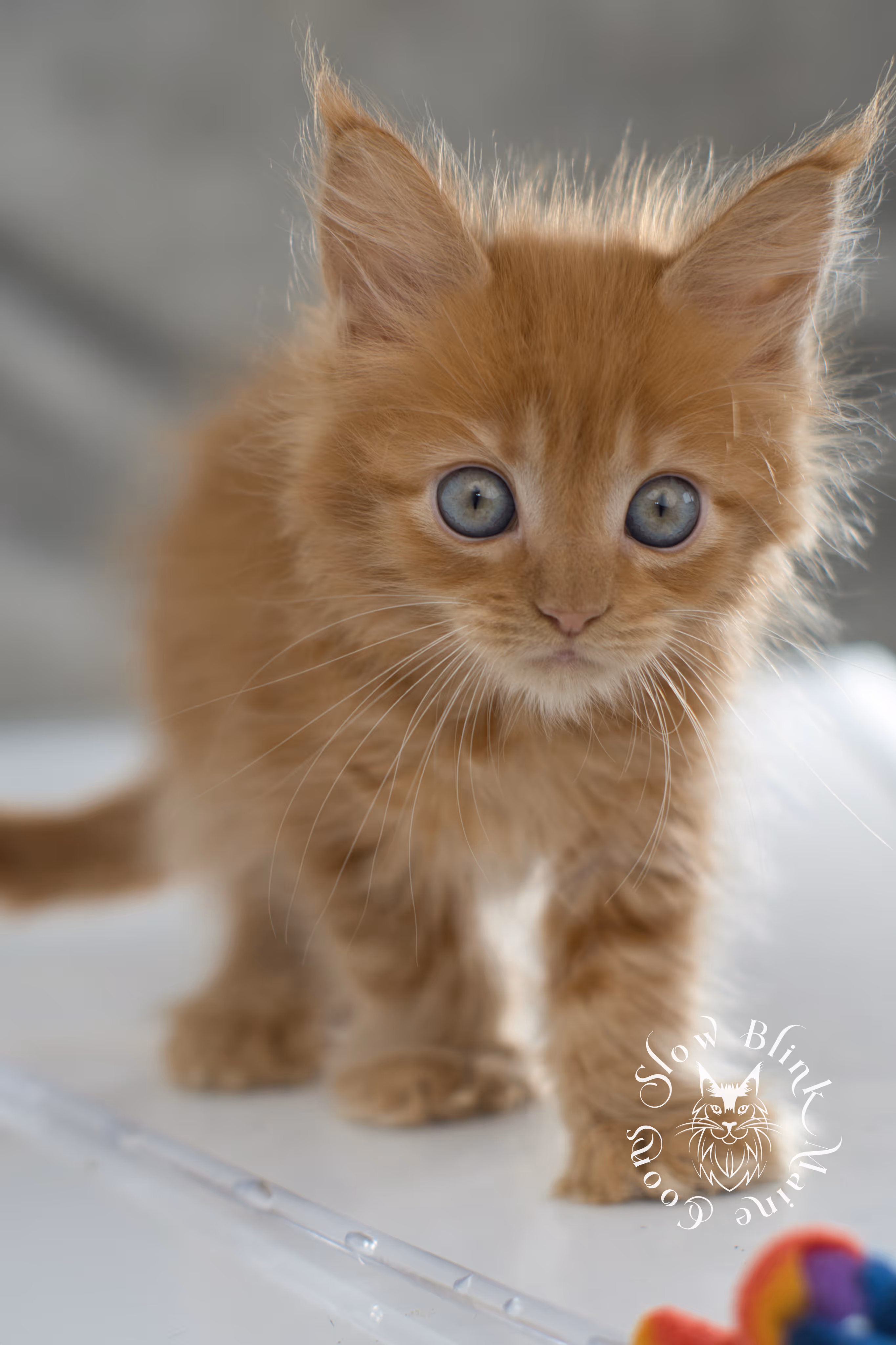 Orange (Red) Maine Coon Kittens > red maine coon kitten | orange maine coon kitten | slowblinkmainecoons | ems code d 22 | female | taken nov 2024 | 8 weeks old | idx 04