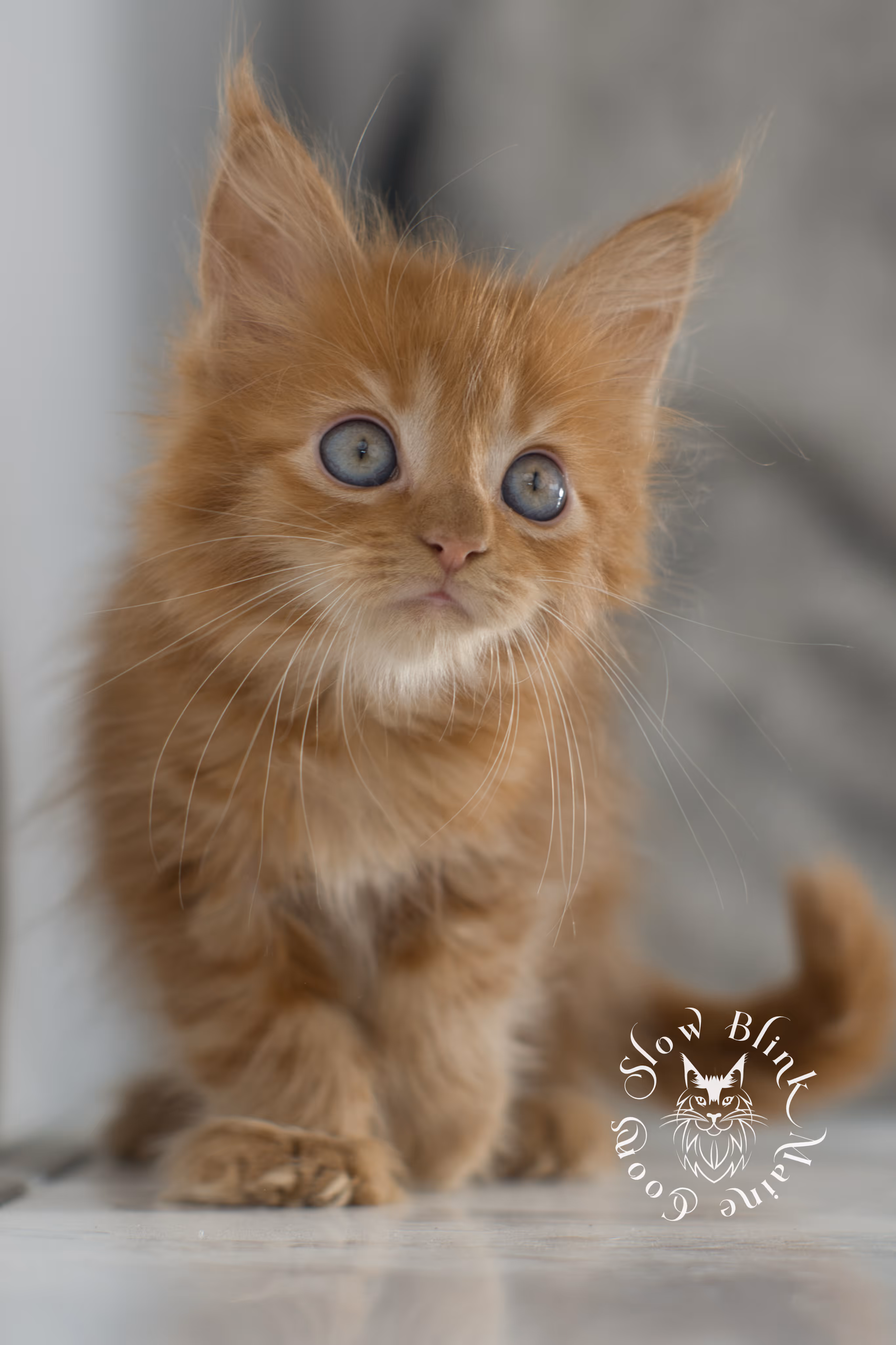 Orange (Red) Maine Coon Kittens > red maine coon kitten | orange maine coon kitten | slowblinkmainecoons | ems code d 22 | female | taken nov 2024 | 8 weeks old | idx 05