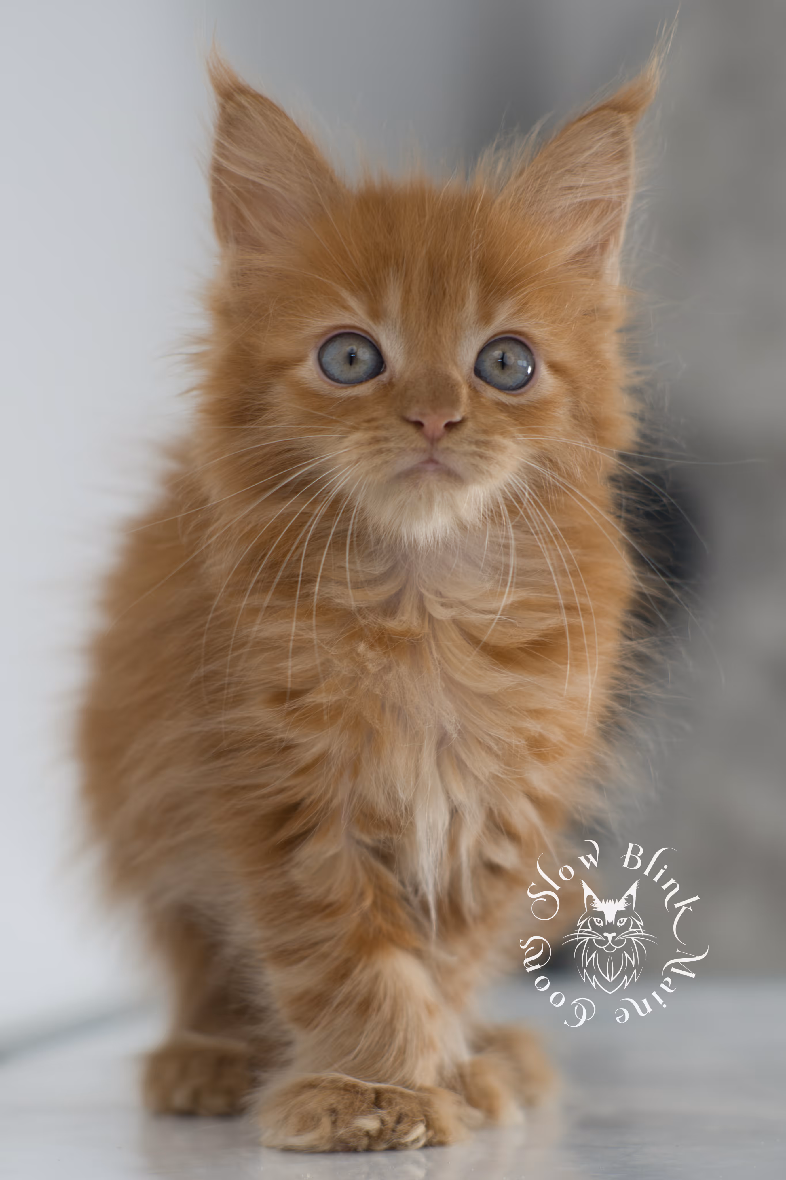 Orange (Red) Maine Coon Kittens > red maine coon kitten | orange maine coon kitten | slowblinkmainecoons | ems code d 22 | female | taken nov 2024 | 8 weeks old | idx 07