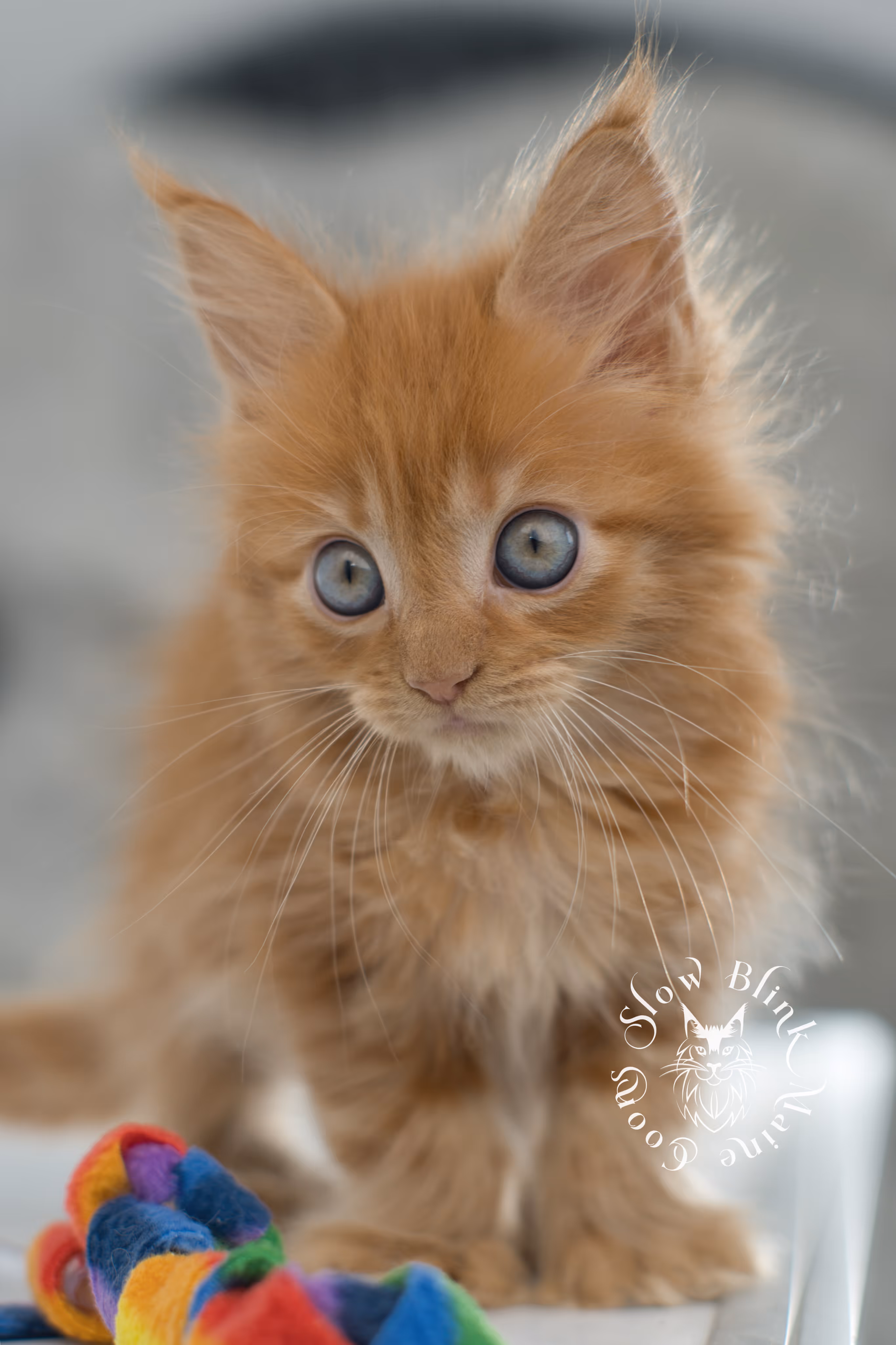 red maine coon kitten | orange maine coon kitten | slowblinkmainecoons | ems code d 22 | female | taken nov 2024 | 8 weeks old Orange (Red) Maine Coon Kittens > red maine coon kitten | orange maine coon kitten | slowblinkmainecoons | ems code d 22 | female | taken nov 2024 | 8 weeks old | idx 08