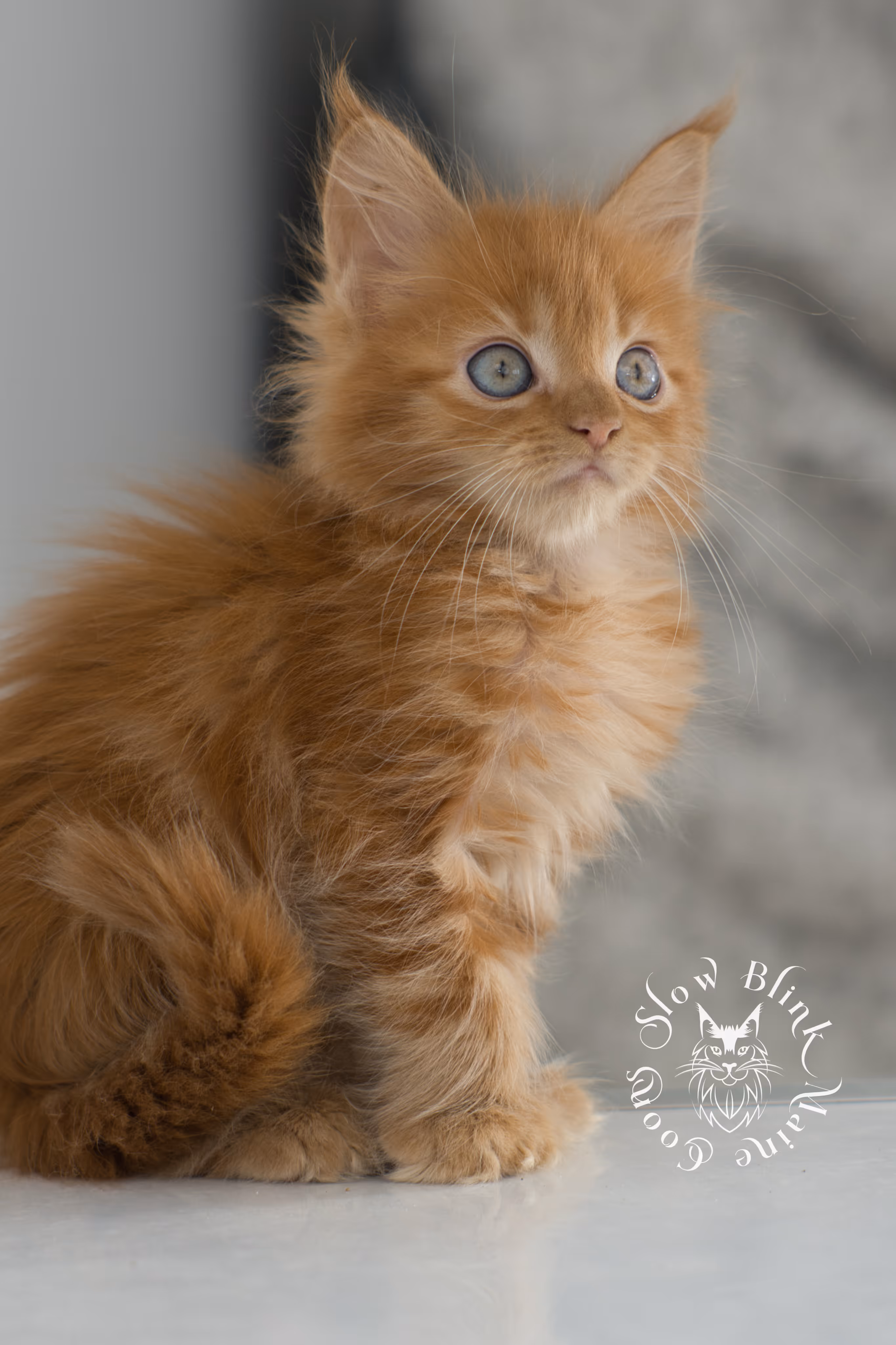 Orange (Red) Maine Coon Kittens > red maine coon kitten | orange maine coon kitten | slowblinkmainecoons | ems code d 22 | female | taken nov 2024 | 8 weeks old | idx 09