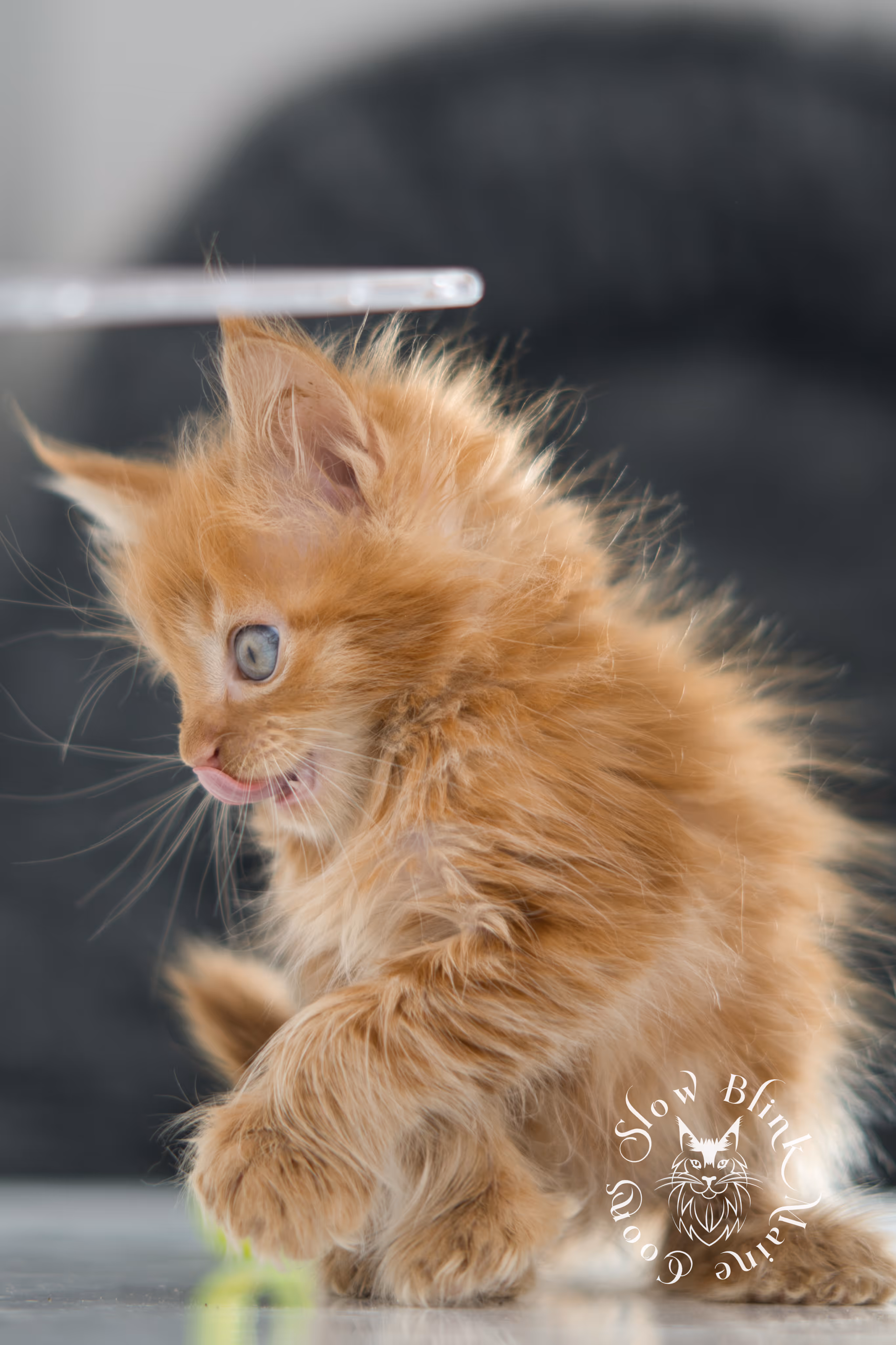 red maine coon kitten | orange maine coon kitten | slowblinkmainecoons | ems code d 22 | female | taken nov 2024 | 8 weeks old Orange (Red) Maine Coon Kittens > red maine coon kitten | orange maine coon kitten | slowblinkmainecoons | ems code d 22 | female | taken nov 2024 | 8 weeks old | idx 10