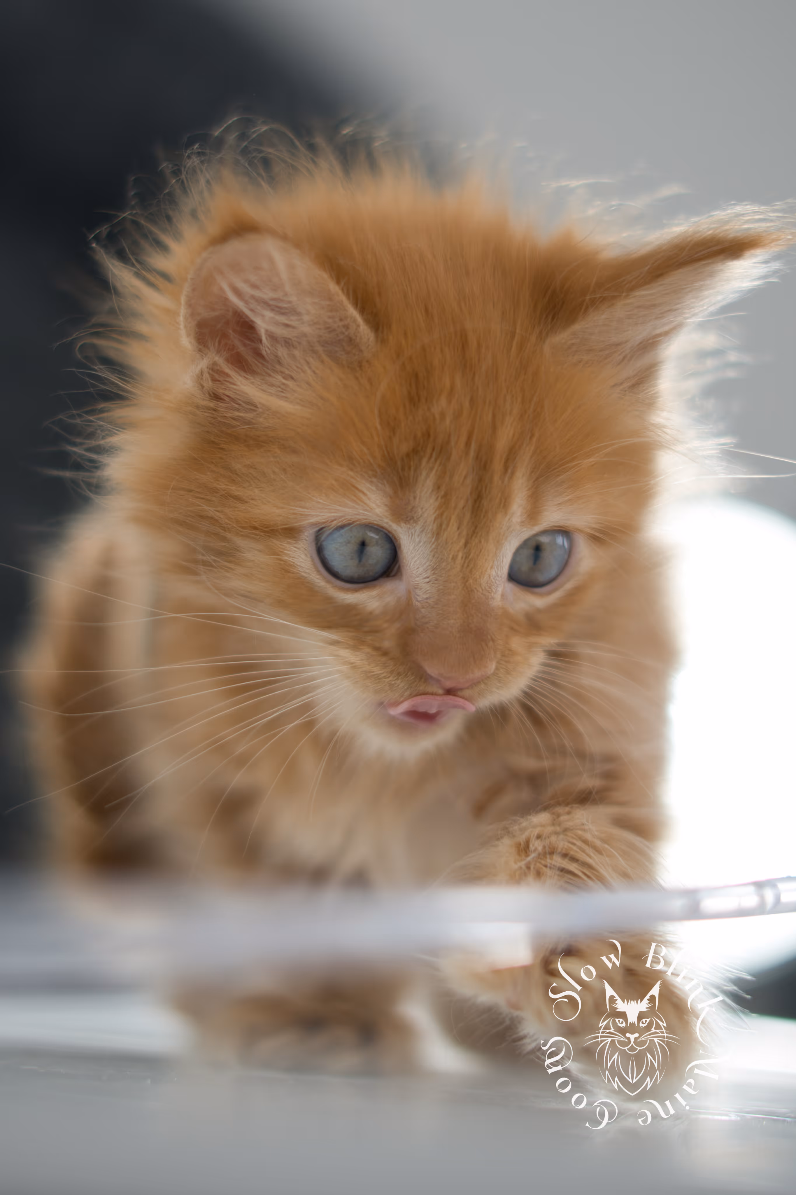 red maine coon kitten | orange maine coon kitten | slowblinkmainecoons | ems code d 22 | female | taken nov 2024 | 8 weeks old Orange (Red) Maine Coon Kittens > red maine coon kitten | orange maine coon kitten | slowblinkmainecoons | ems code d 22 | female | taken nov 2024 | 8 weeks old | idx 11