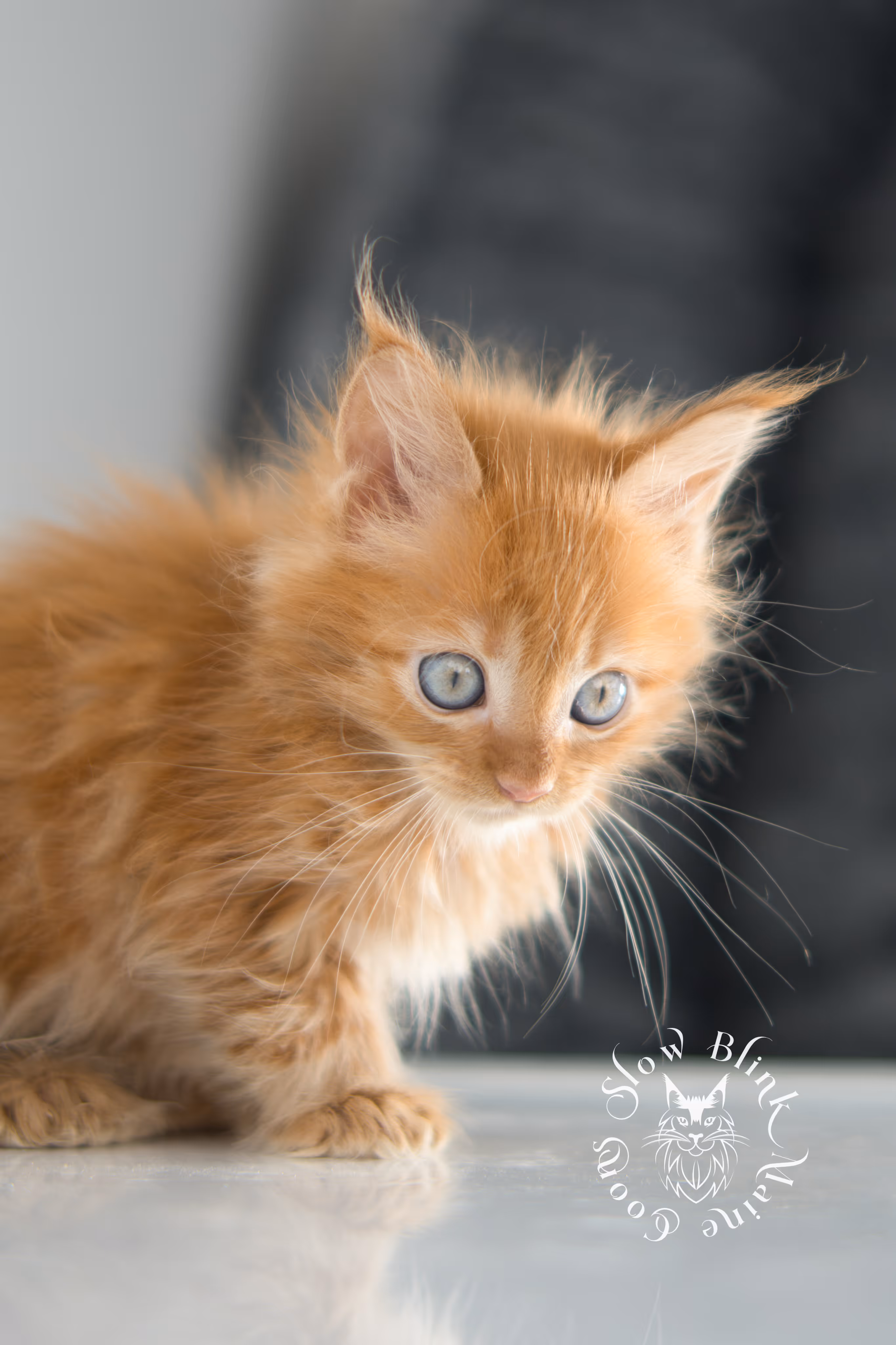 red maine coon kitten | orange maine coon kitten | slowblinkmainecoons | ems code d 22 | female | taken nov 2024 | 8 weeks old Orange (Red) Maine Coon Kittens > red maine coon kitten | orange maine coon kitten | slowblinkmainecoons | ems code d 22 | female | taken nov 2024 | 8 weeks old | idx 12