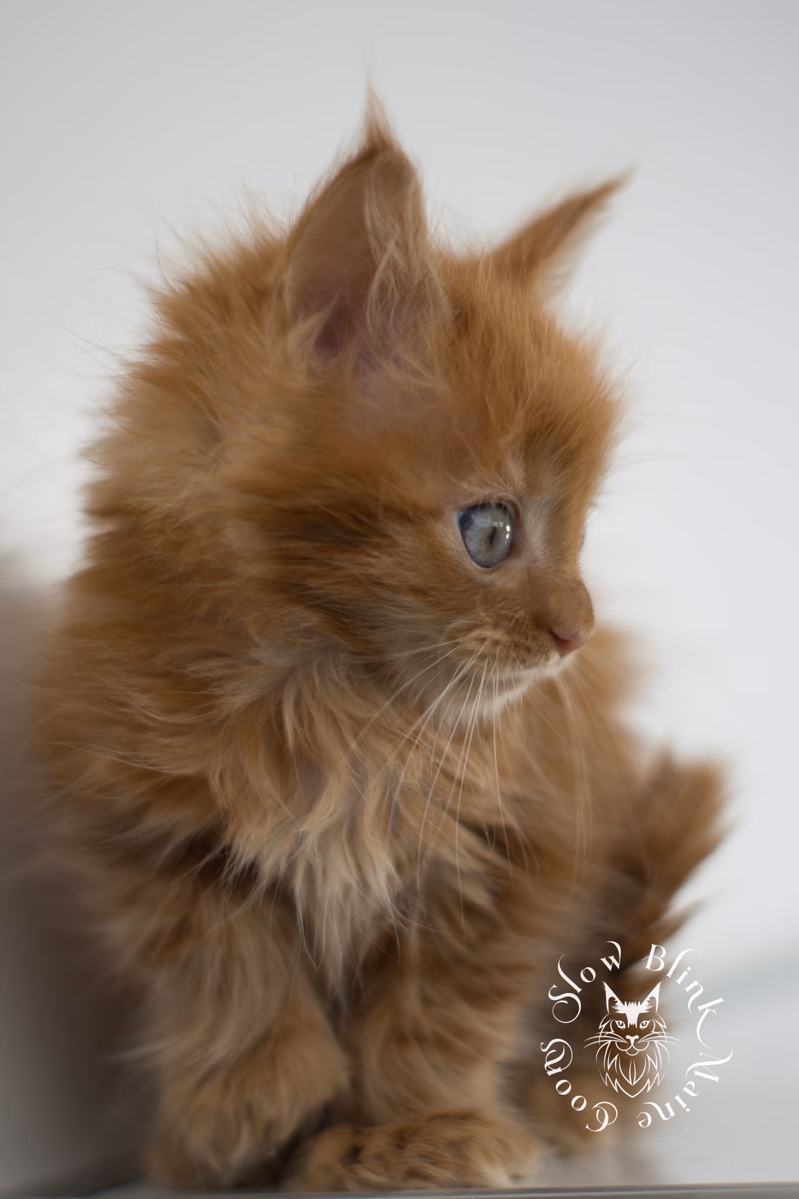 red maine coon kitten | orange maine coon kitten | slowblinkmainecoons | ems code d 22 | female | taken nov 2024 | 8 weeks old Orange (Red) Maine Coon Kittens > red maine coon kitten | orange maine coon kitten | slowblinkmainecoons | ems code d 22 | female | taken nov 2024 | 8 weeks old | idx 13
