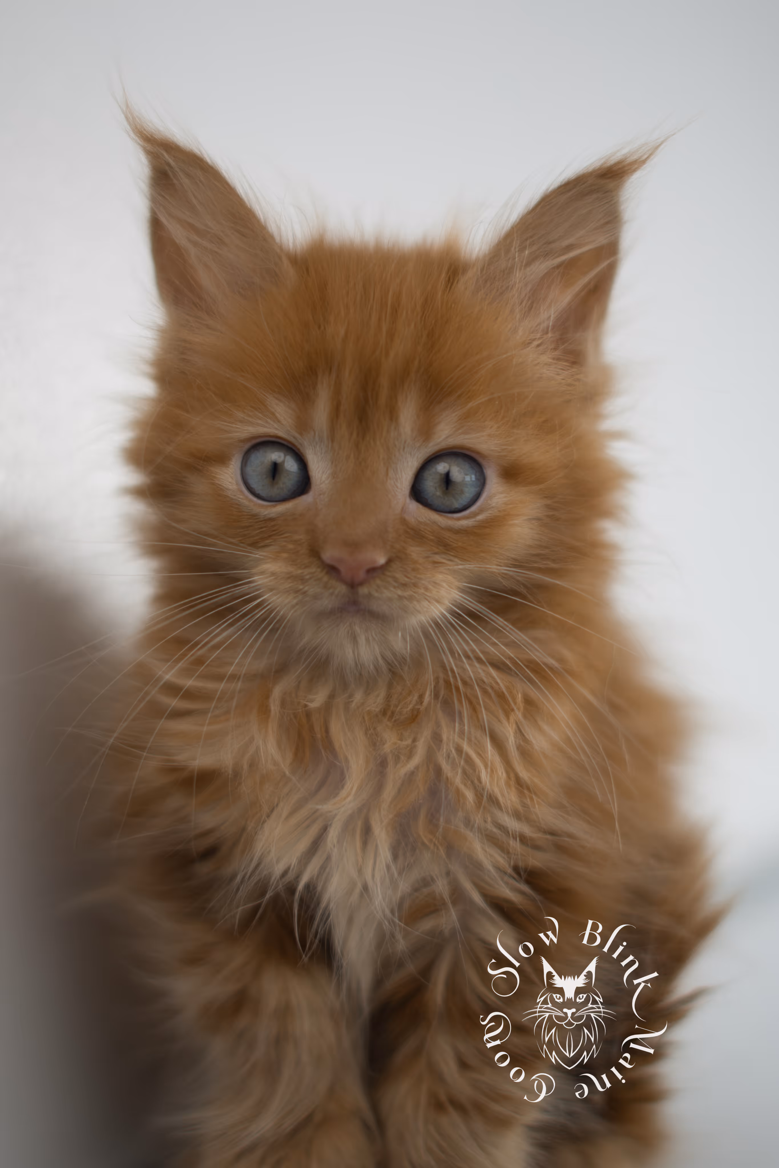 red maine coon kitten | orange maine coon kitten | slowblinkmainecoons | ems code d 22 | female | taken nov 2024 | 8 weeks old Orange (Red) Maine Coon Kittens > red maine coon kitten | orange maine coon kitten | slowblinkmainecoons | ems code d 22 | female | taken nov 2024 | 8 weeks old | idx 14