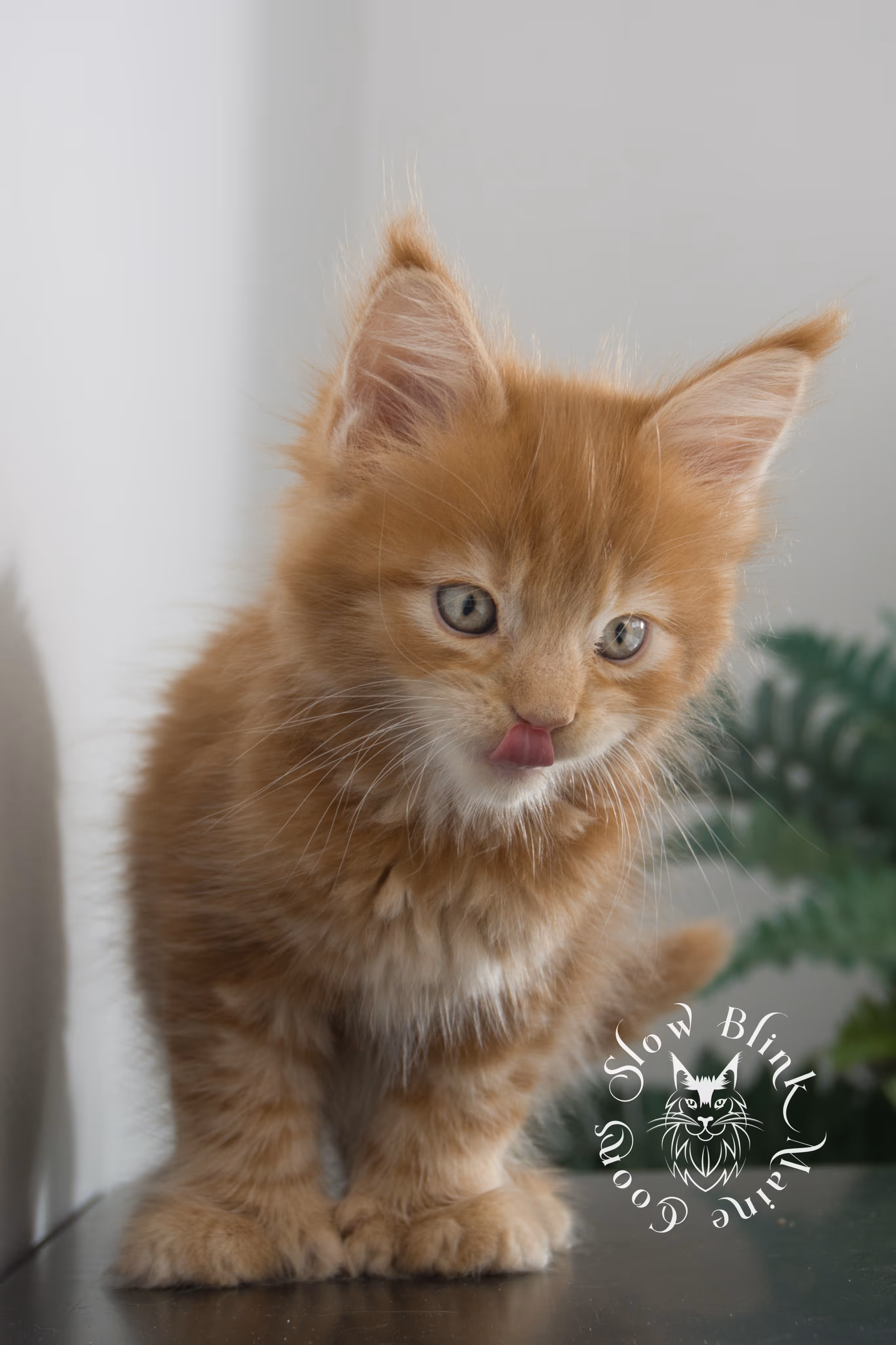 red maine coon kitten | orange maine coon kitten | slowblinkmainecoons | ems code d ds ds 22 | male | k1 01 | taken oct 27 2024 Orange (Red) Maine Coon Kittens > red maine coon kitten | orange maine coon kitten | slowblinkmainecoons | ems code d ds ds 22 | male | k1 01 | taken oct 27 2024 | 6 weeks old