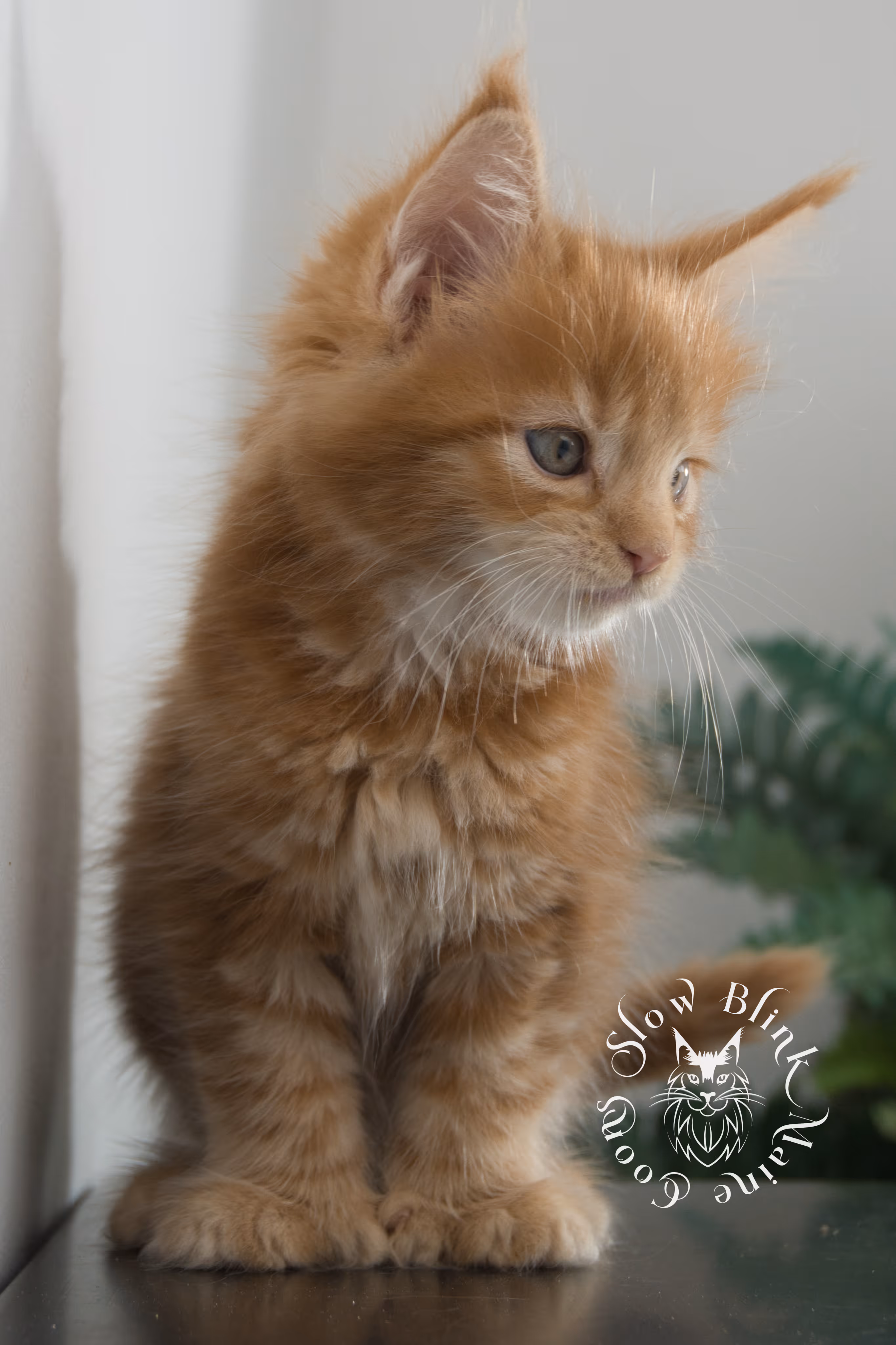 red maine coon kitten | orange maine coon kitten | slowblinkmainecoons | ems code d ds ds 22 | male | k1 02 | taken oct 27 2024 Orange (Red) Maine Coon Kittens > red maine coon kitten | orange maine coon kitten | slowblinkmainecoons | ems code d ds ds 22 | male | k1 02 | taken oct 27 2024 | 6 weeks old