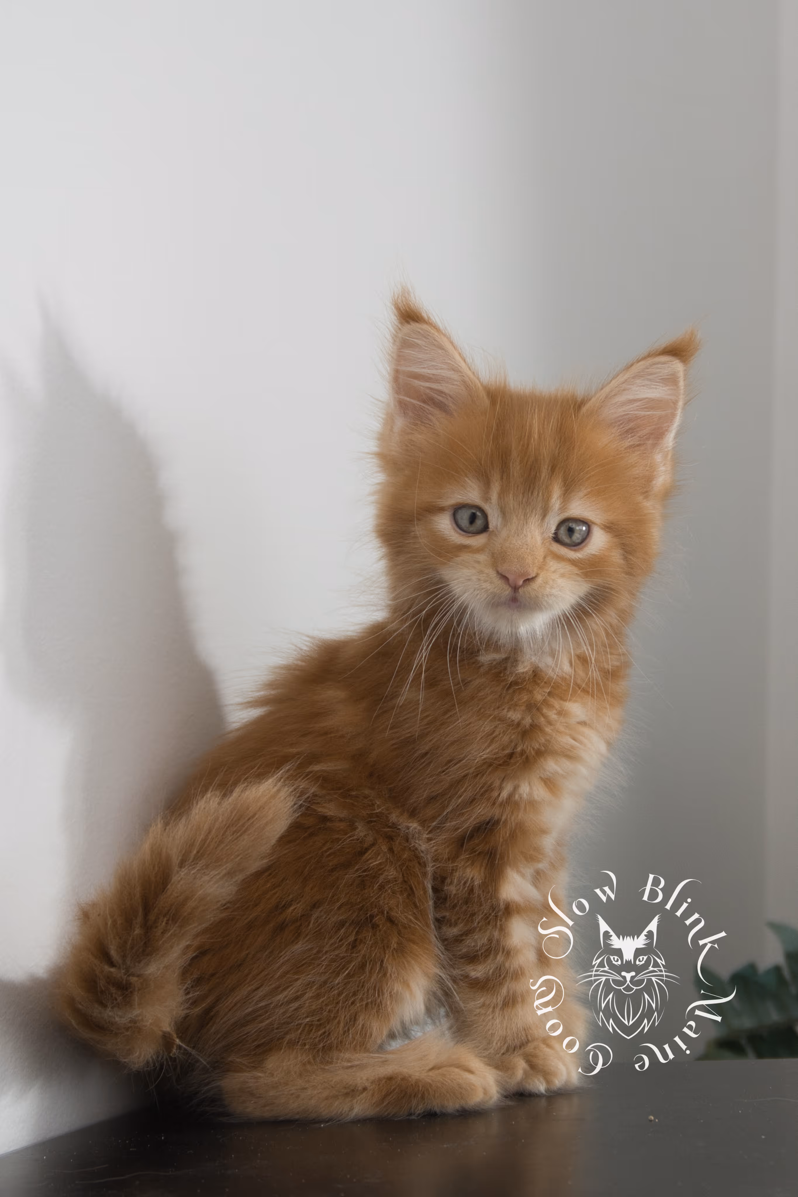 red maine coon kitten | orange maine coon kitten | slowblinkmainecoons | ems code d ds ds 22 | male | k1 03 | taken oct 27 2024 Orange (Red) Maine Coon Kittens > red maine coon kitten | orange maine coon kitten | slowblinkmainecoons | ems code d ds ds 22 | male | k1 03 | taken oct 27 2024 | 6 weeks old