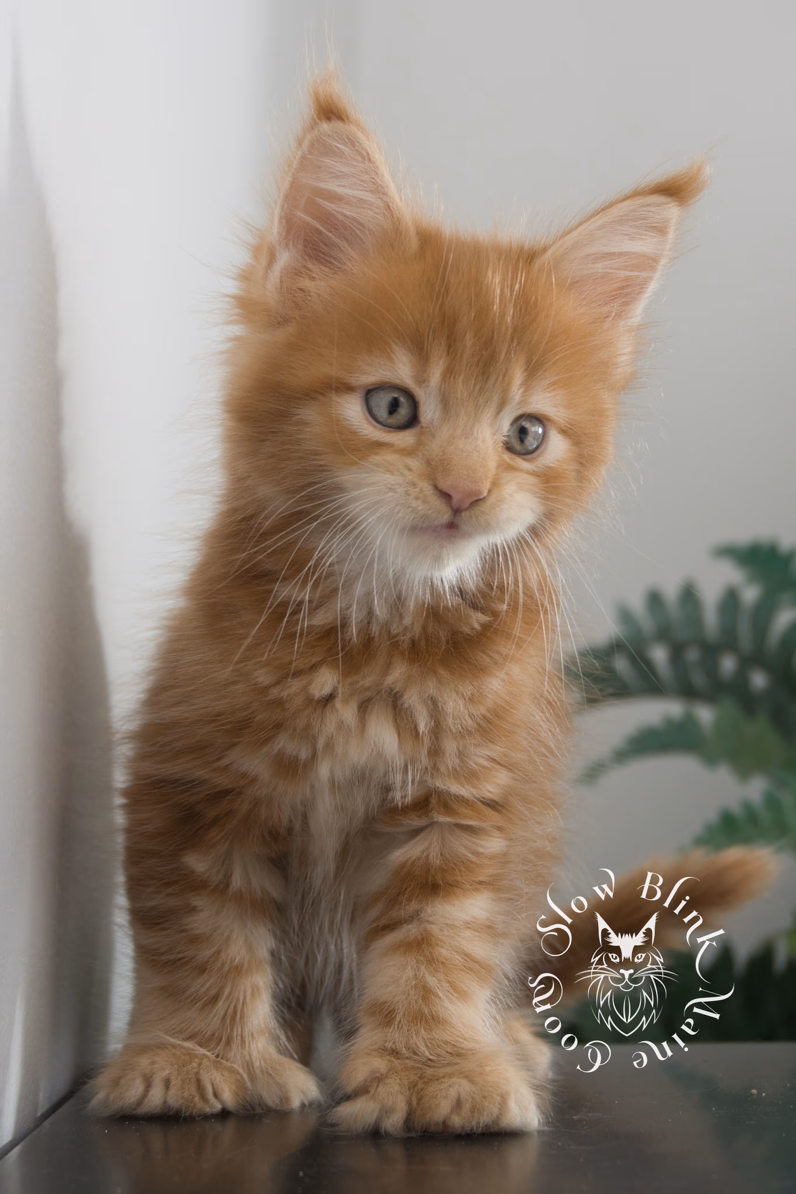 red maine coon kitten | orange maine coon kitten | slowblinkmainecoons | ems code d ds ds 22 | male | k1 04 | taken oct 27 2024 Orange (Red) Maine Coon Kittens > red maine coon kitten | orange maine coon kitten | slowblinkmainecoons | ems code d ds ds 22 | male | k1 04 | taken oct 27 2024 | 6 weeks old