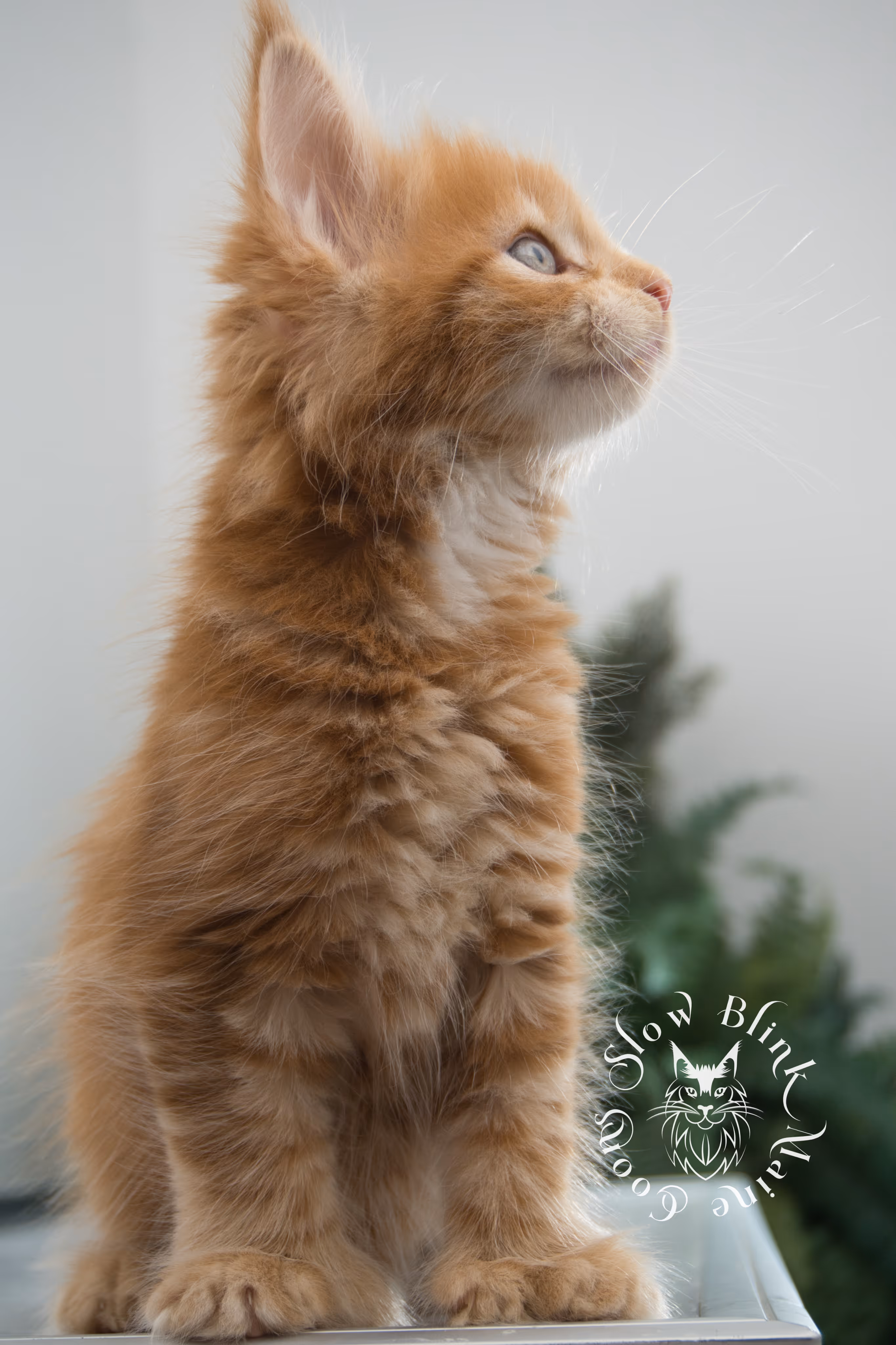 red maine coon kitten | orange maine coon kitten | slowblinkmainecoons | ems code d ds ds 22 | male | k1 05 | taken oct 27 2024 Orange (Red) Maine Coon Kittens > red maine coon kitten | orange maine coon kitten | slowblinkmainecoons | ems code d ds ds 22 | male | k1 05 | taken oct 27 2024 | 6 weeks old