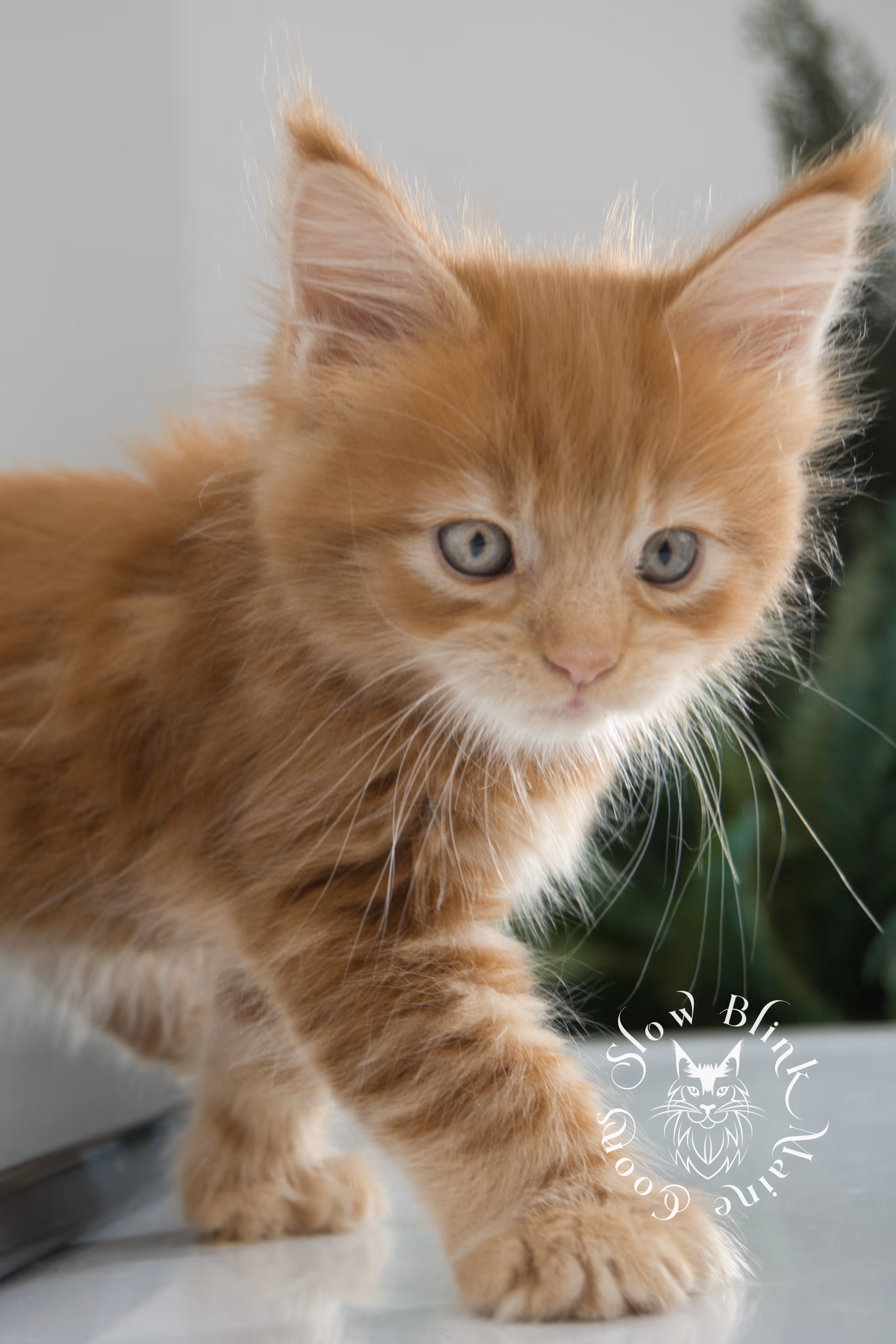 red maine coon kitten | orange maine coon kitten | slowblinkmainecoons | ems code d ds ds 22 | male | k1 06 | taken oct 27 2024 Orange (Red) Maine Coon Kittens > red maine coon kitten | orange maine coon kitten | slowblinkmainecoons | ems code d ds ds 22 | male | k1 06 | taken oct 27 2024 | 6 weeks old