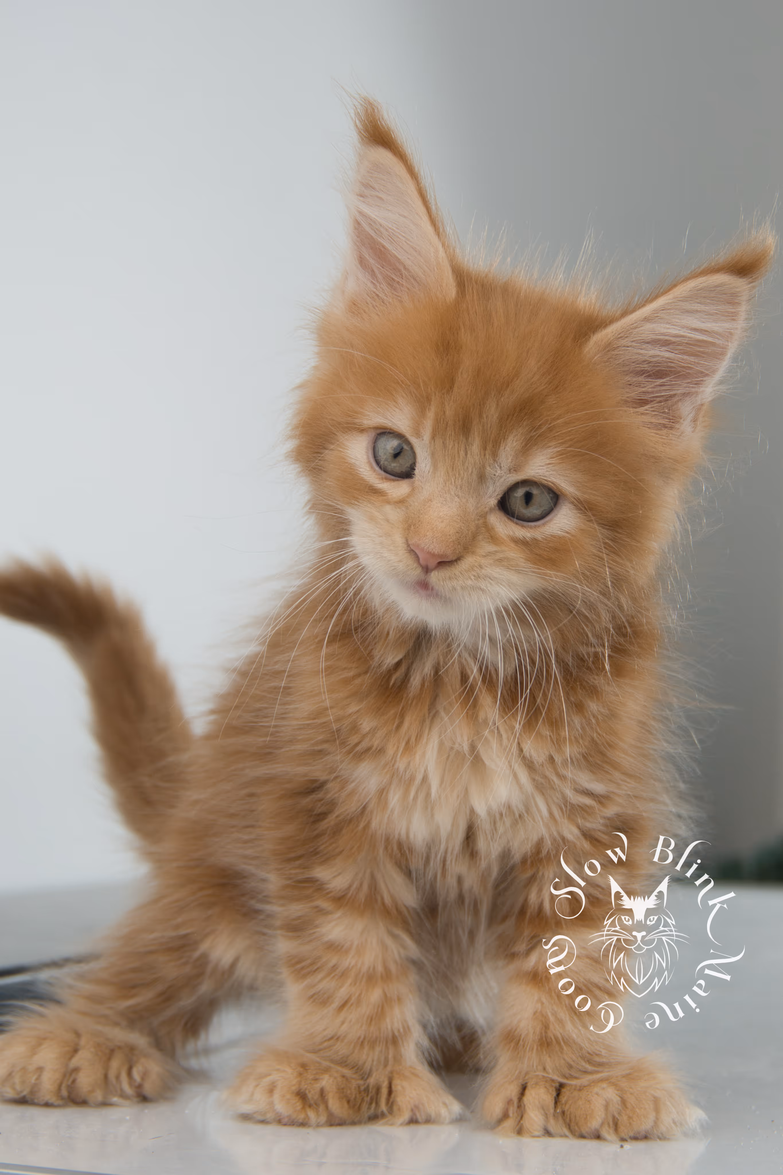 red maine coon kitten | orange maine coon kitten | slowblinkmainecoons | ems code d ds ds 22 | male | k1 07 | taken oct 27 2024 Orange (Red) Maine Coon Kittens > red maine coon kitten | orange maine coon kitten | slowblinkmainecoons | ems code d ds ds 22 | male | k1 07 | taken oct 27 2024 | 6 weeks old