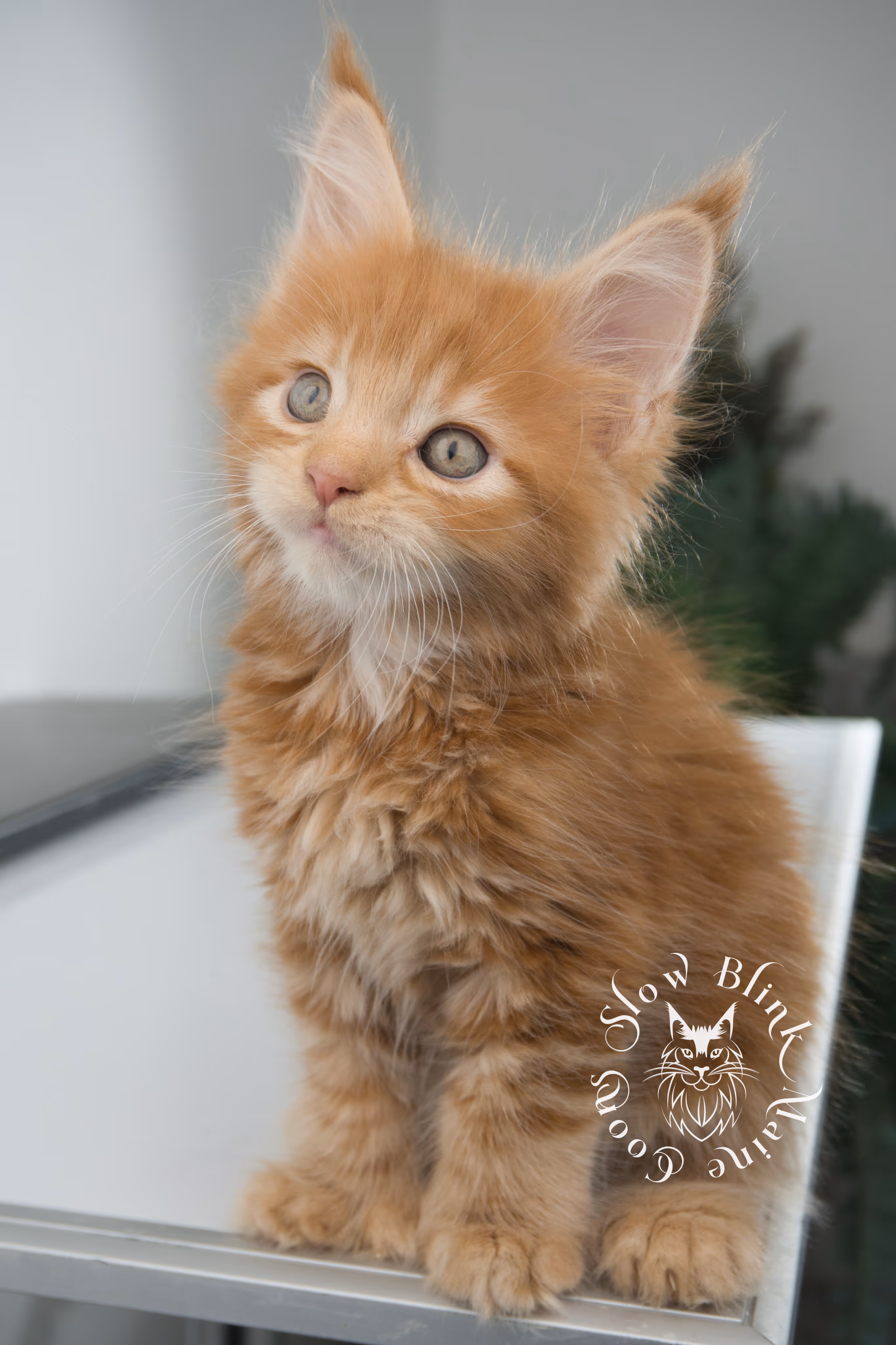 red maine coon kitten | orange maine coon kitten | slowblinkmainecoons | ems code d ds ds 22 | male | k1 08 | taken oct 27 2024 Orange (Red) Maine Coon Kittens > red maine coon kitten | orange maine coon kitten | slowblinkmainecoons | ems code d ds ds 22 | male | k1 08 | taken oct 27 2024 | 6 weeks old