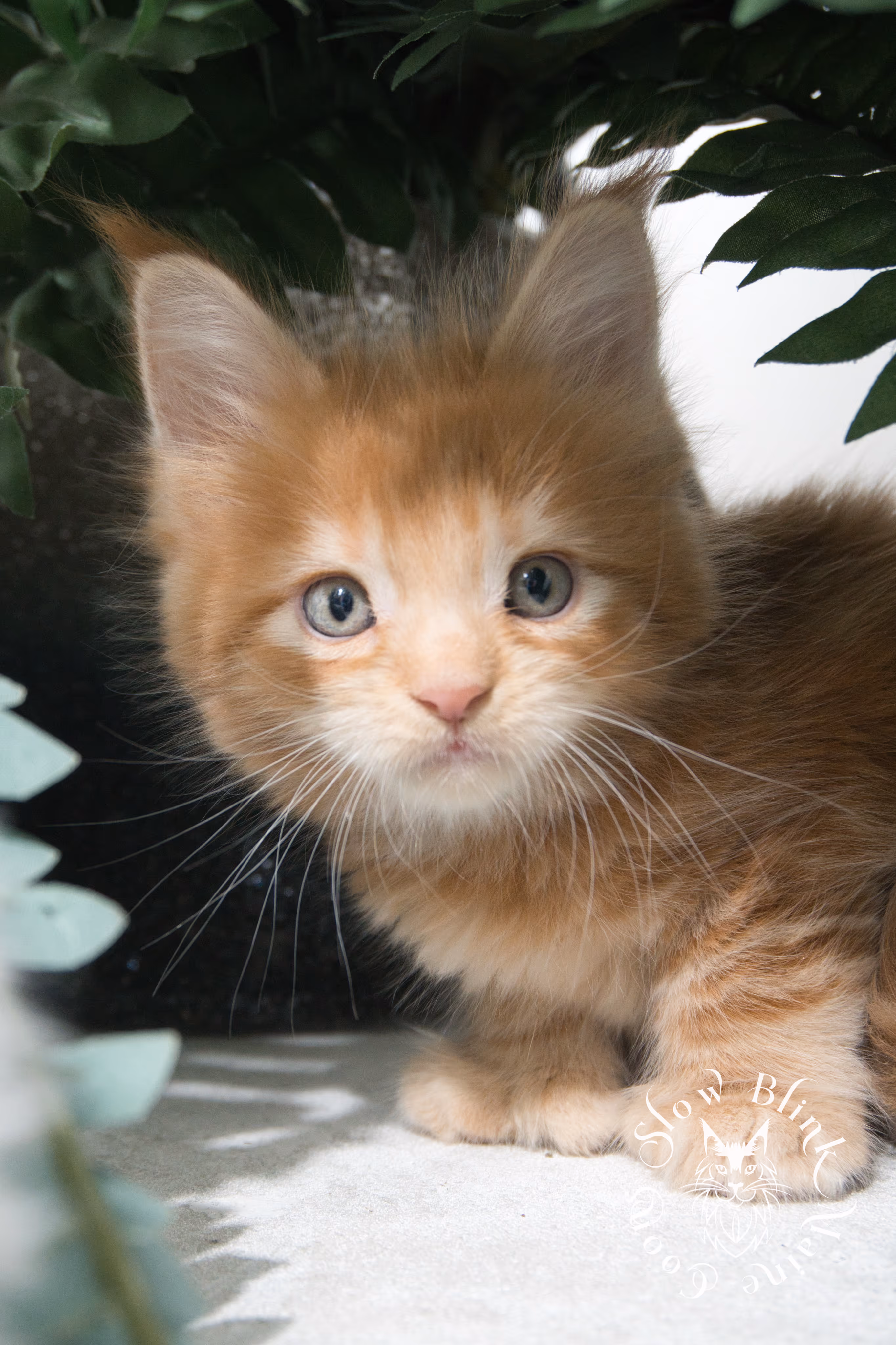 red maine coon kitten | orange maine coon kitten | slowblinkmainecoons | ems code d ds ds 22 | male | k1 09 | taken oct 27 2024 Orange (Red) Maine Coon Kittens > red maine coon kitten | orange maine coon kitten | slowblinkmainecoons | ems code d ds ds 22 | male | k1 09 | taken oct 27 2024 | 6 weeks old