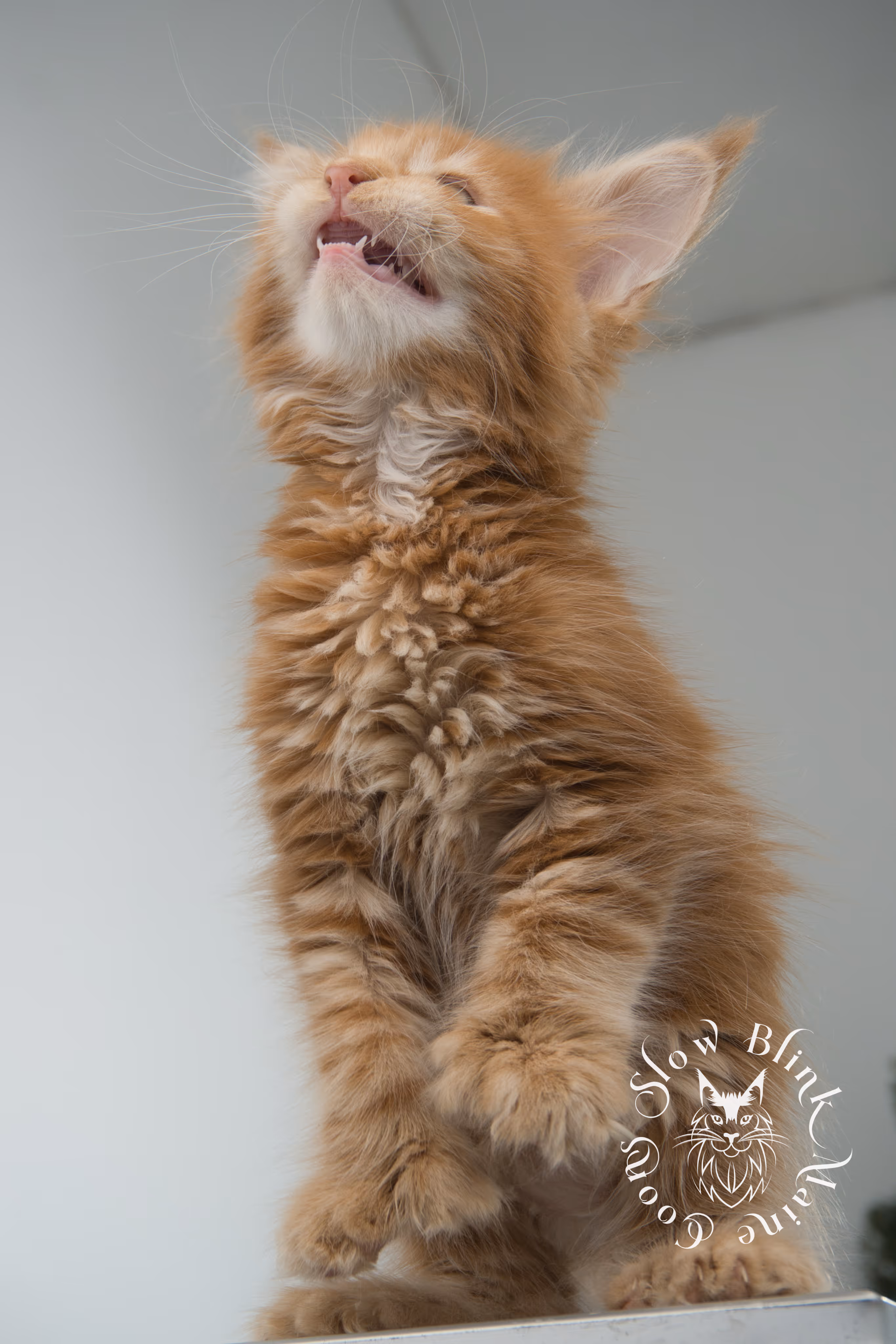 red maine coon kitten | orange maine coon kitten | slowblinkmainecoons | ems code d ds ds 22 | male | k1 10 | taken oct 27 2024 Orange (Red) Maine Coon Kittens > red maine coon kitten | orange maine coon kitten | slowblinkmainecoons | ems code d ds ds 22 | male | k1 10 | taken oct 27 2024 | 6 weeks old