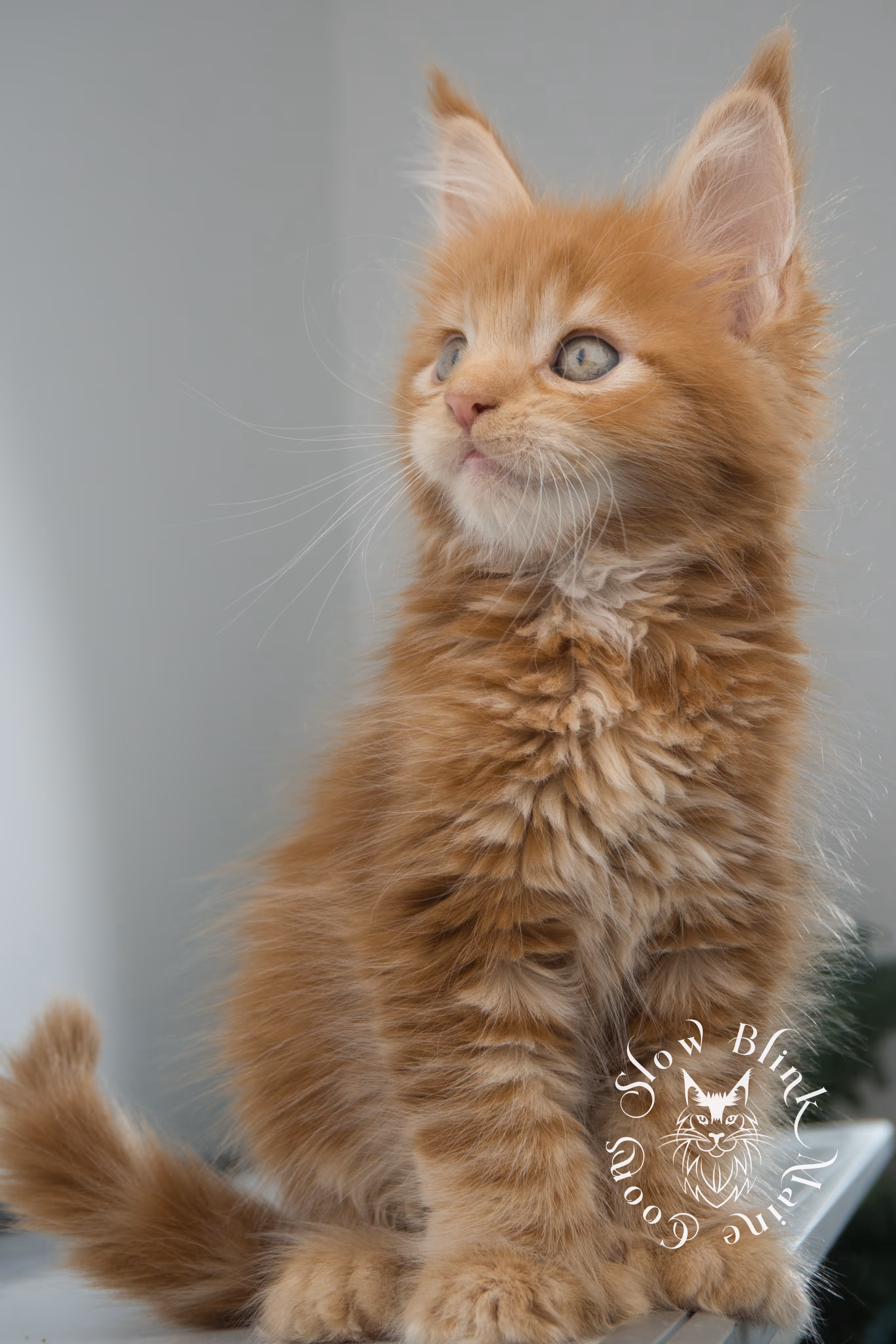 red maine coon kitten | orange maine coon kitten | slowblinkmainecoons | ems code d ds ds 22 | male | k1 11 | taken oct 27 2024 Orange (Red) Maine Coon Kittens > red maine coon kitten | orange maine coon kitten | slowblinkmainecoons | ems code d ds ds 22 | male | k1 11 | taken oct 27 2024 | 6 weeks old