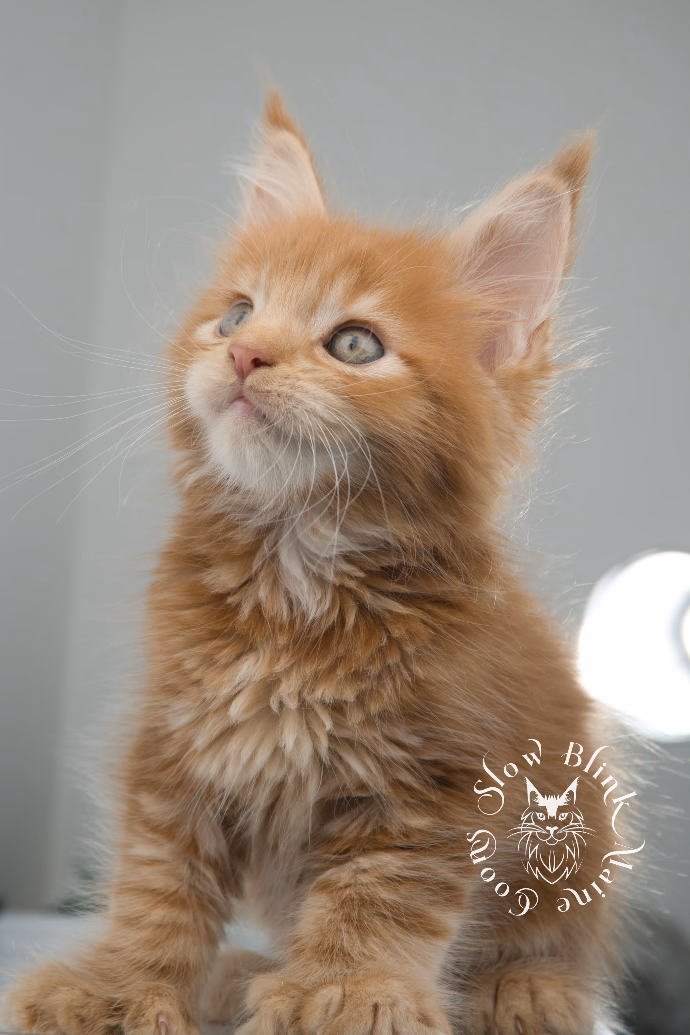 red maine coon kitten | orange maine coon kitten | slowblinkmainecoons | ems code d ds ds 22 | male | k1 13 | taken oct 27 2024 Orange (Red) Maine Coon Kittens > red maine coon kitten | orange maine coon kitten | slowblinkmainecoons | ems code d ds ds 22 | male | k1 13 | taken oct 27 2024 | 6 weeks old