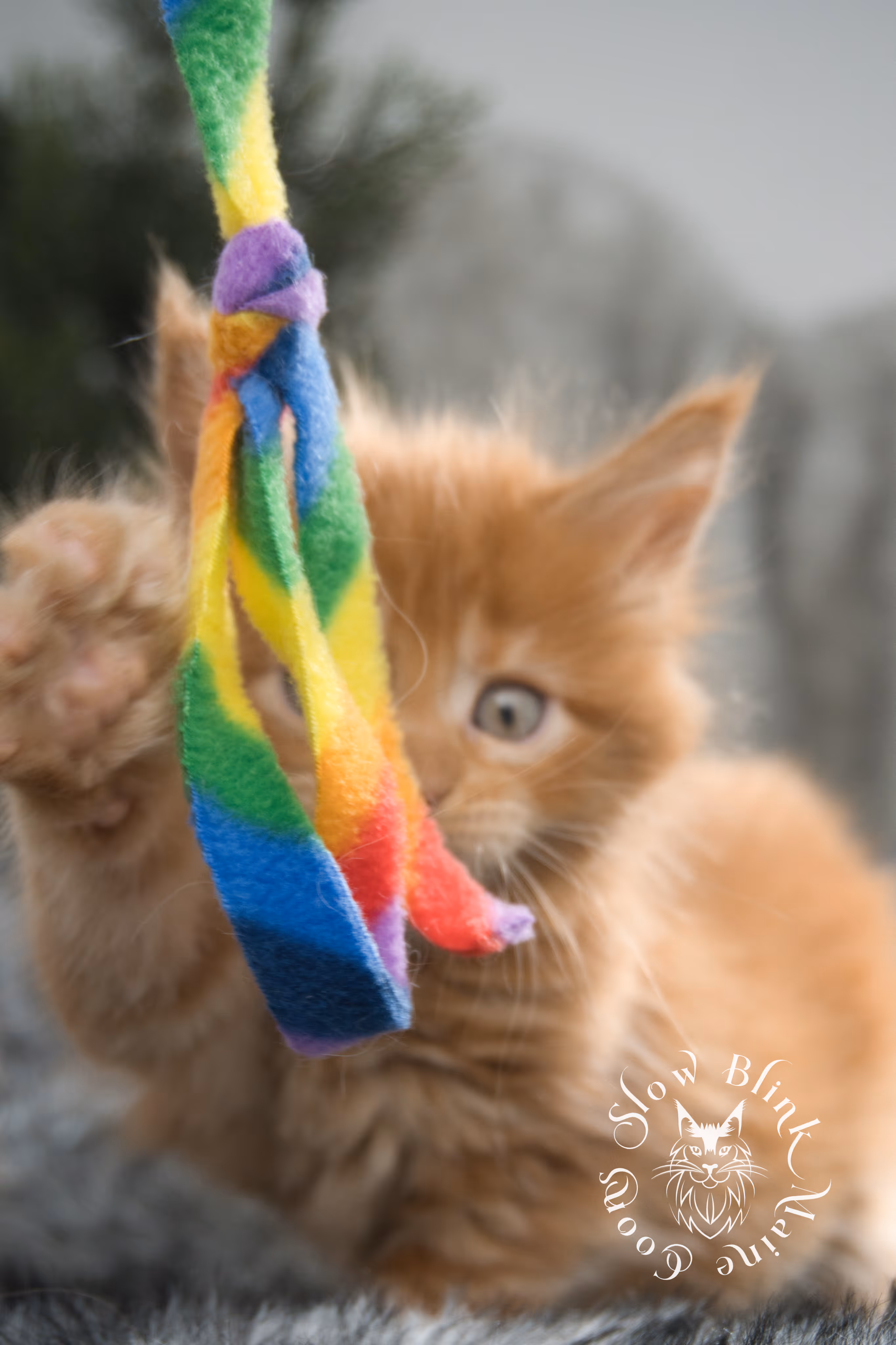 red maine coon kitten | orange maine coon kitten | slowblinkmainecoons | ems code d ds ds 22 | male | k2 01 | taken oct 27 2024 Orange (Red) Maine Coon Kittens > red maine coon kitten | orange maine coon kitten | slowblinkmainecoons | ems code d ds ds 22 | male | k2 01 | taken oct 27 2024 | 6 weeks old