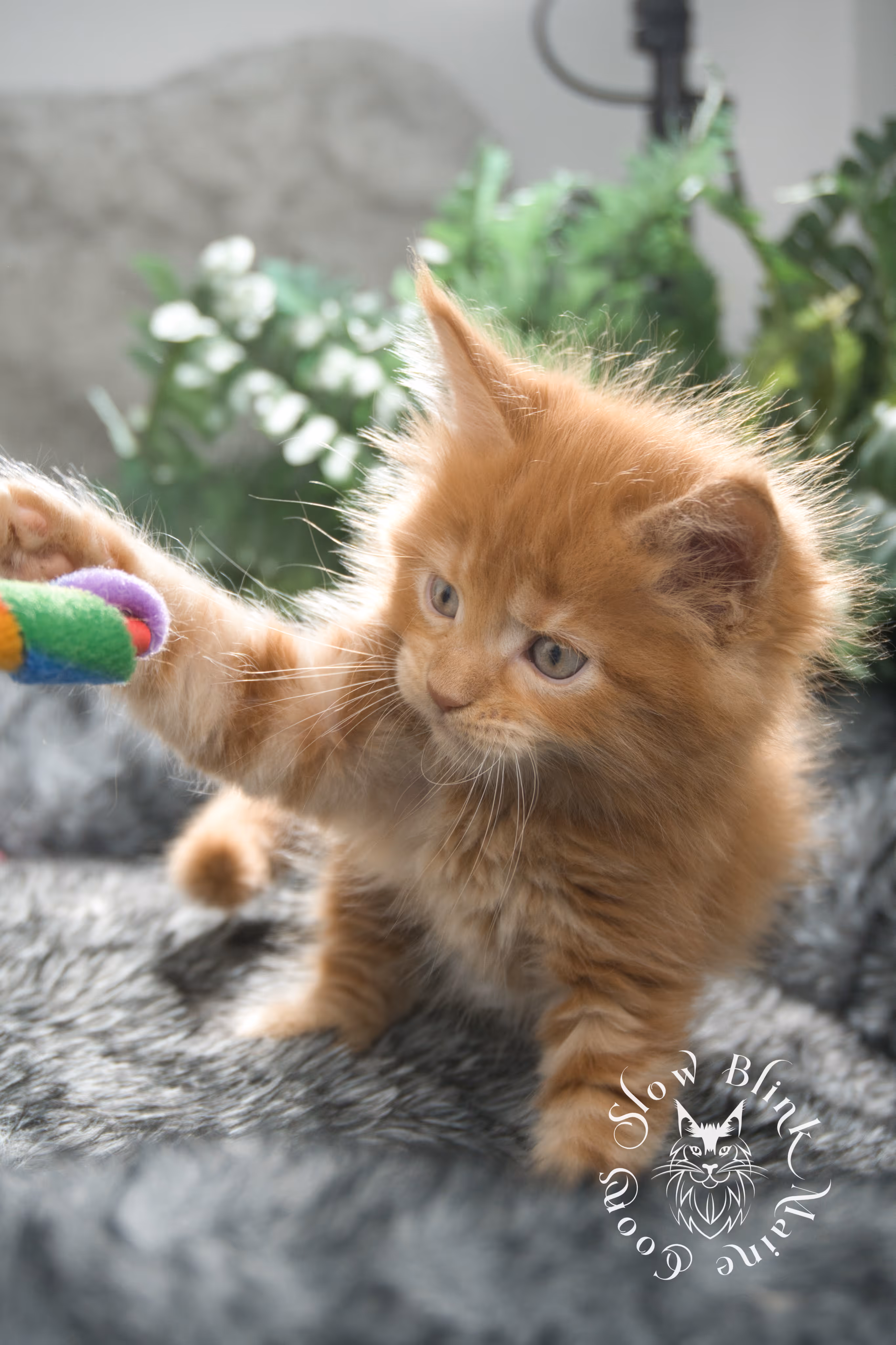 red maine coon kitten | orange maine coon kitten | slowblinkmainecoons | ems code d ds ds 22 | male | k2 02 | taken oct 27 2024 Orange (Red) Maine Coon Kittens > red maine coon kitten | orange maine coon kitten | slowblinkmainecoons | ems code d ds ds 22 | male | k2 02 | taken oct 27 2024 | 6 weeks old