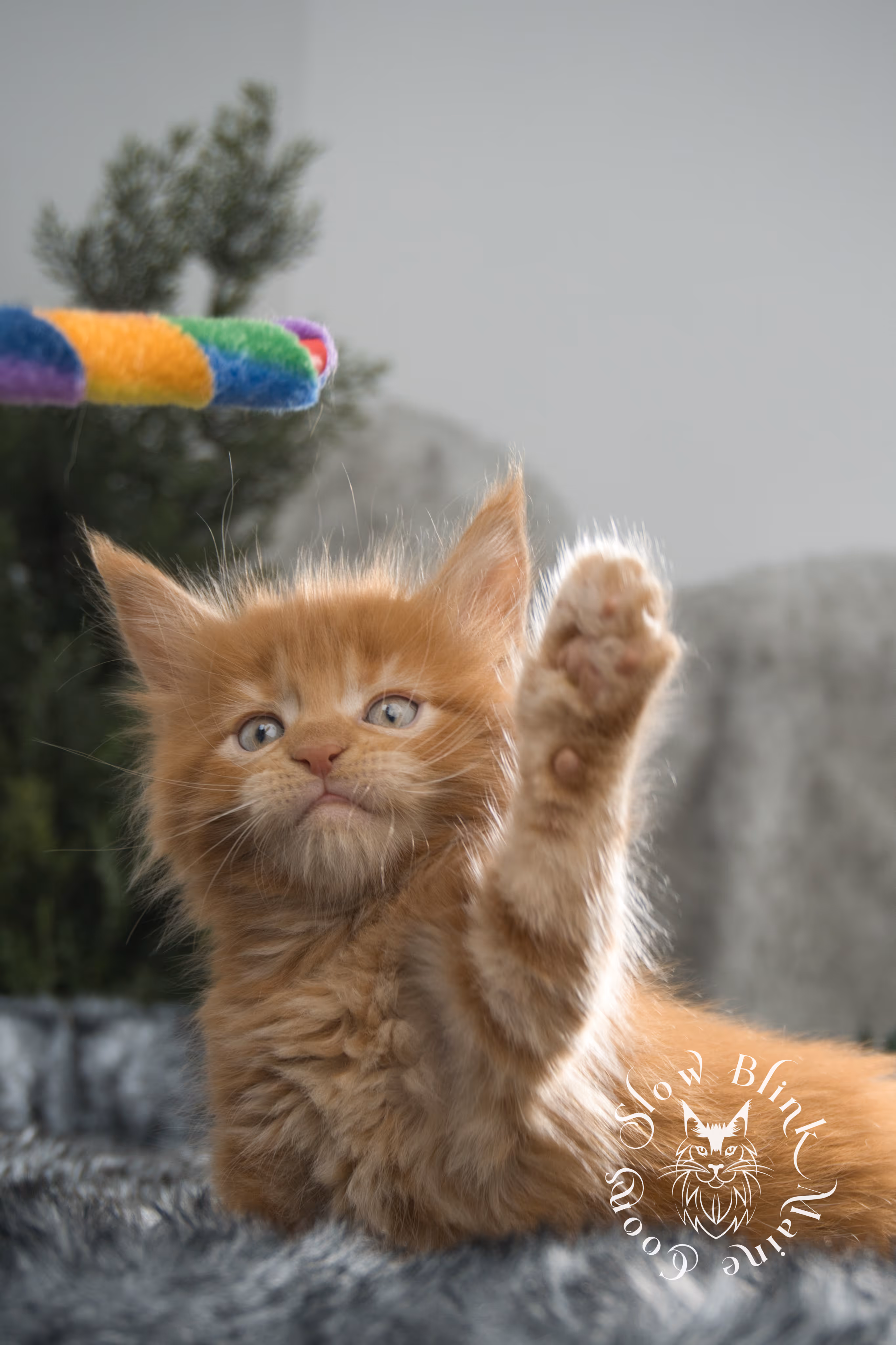red maine coon kitten | orange maine coon kitten | slowblinkmainecoons | ems code d ds ds 22 | male | k2 03 | taken oct 27 2024 Orange (Red) Maine Coon Kittens > red maine coon kitten | orange maine coon kitten | slowblinkmainecoons | ems code d ds ds 22 | male | k2 03 | taken oct 27 2024 | 6 weeks old