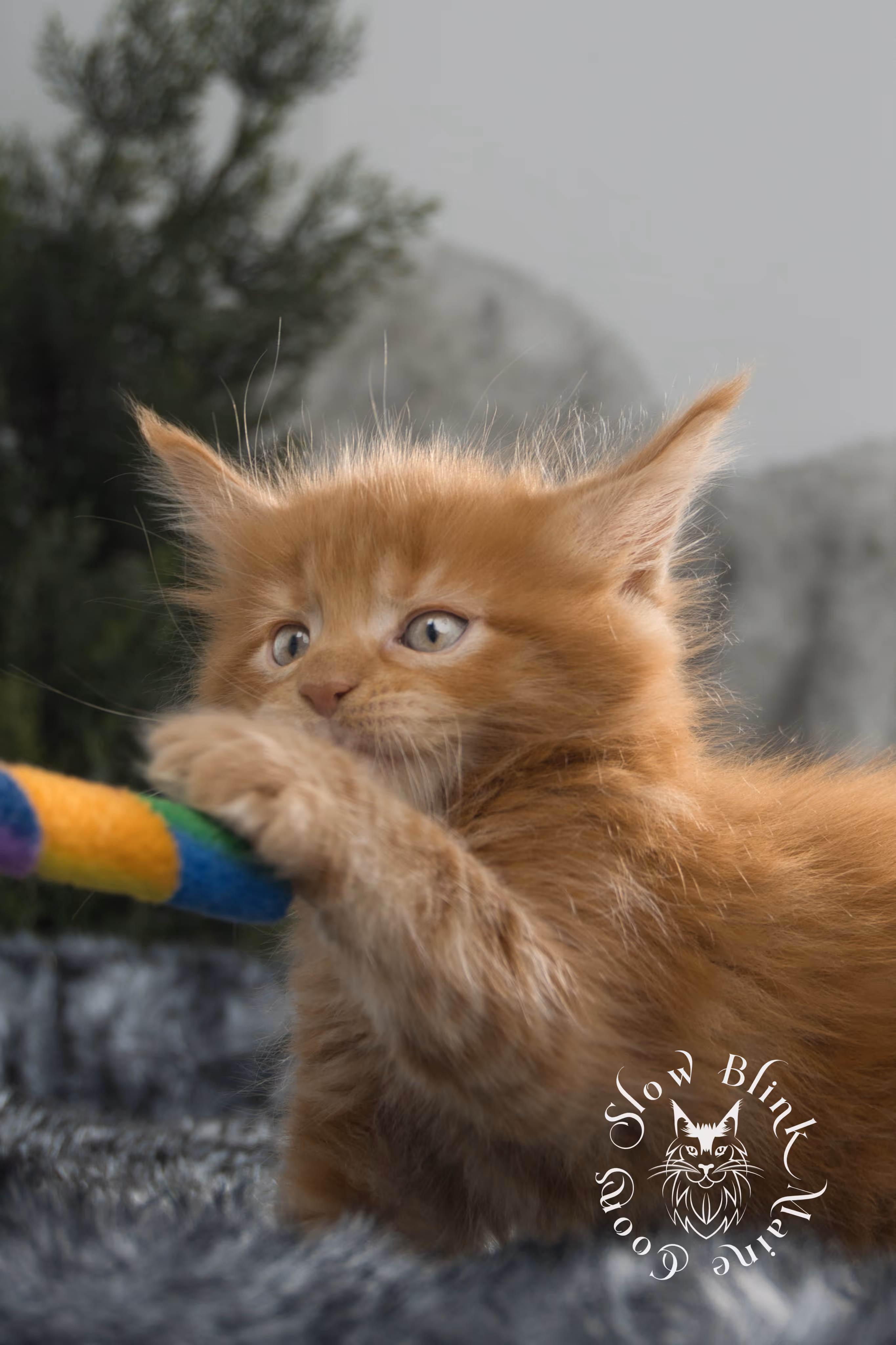 red maine coon kitten | orange maine coon kitten | slowblinkmainecoons | ems code d ds ds 22 | male | k2 04 | taken oct 27 2024 Orange (Red) Maine Coon Kittens > red maine coon kitten | orange maine coon kitten | slowblinkmainecoons | ems code d ds ds 22 | male | k2 04 | taken oct 27 2024 | 6 weeks old
